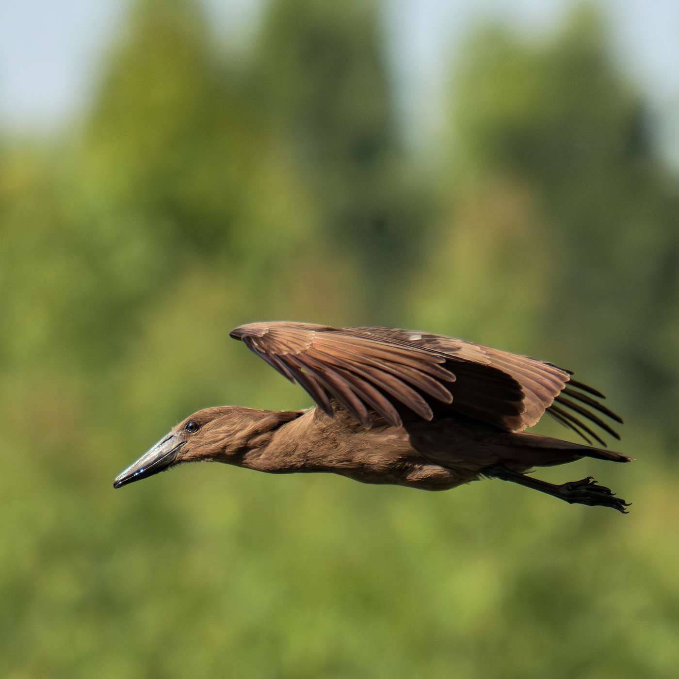 EP 8. Hamerkop