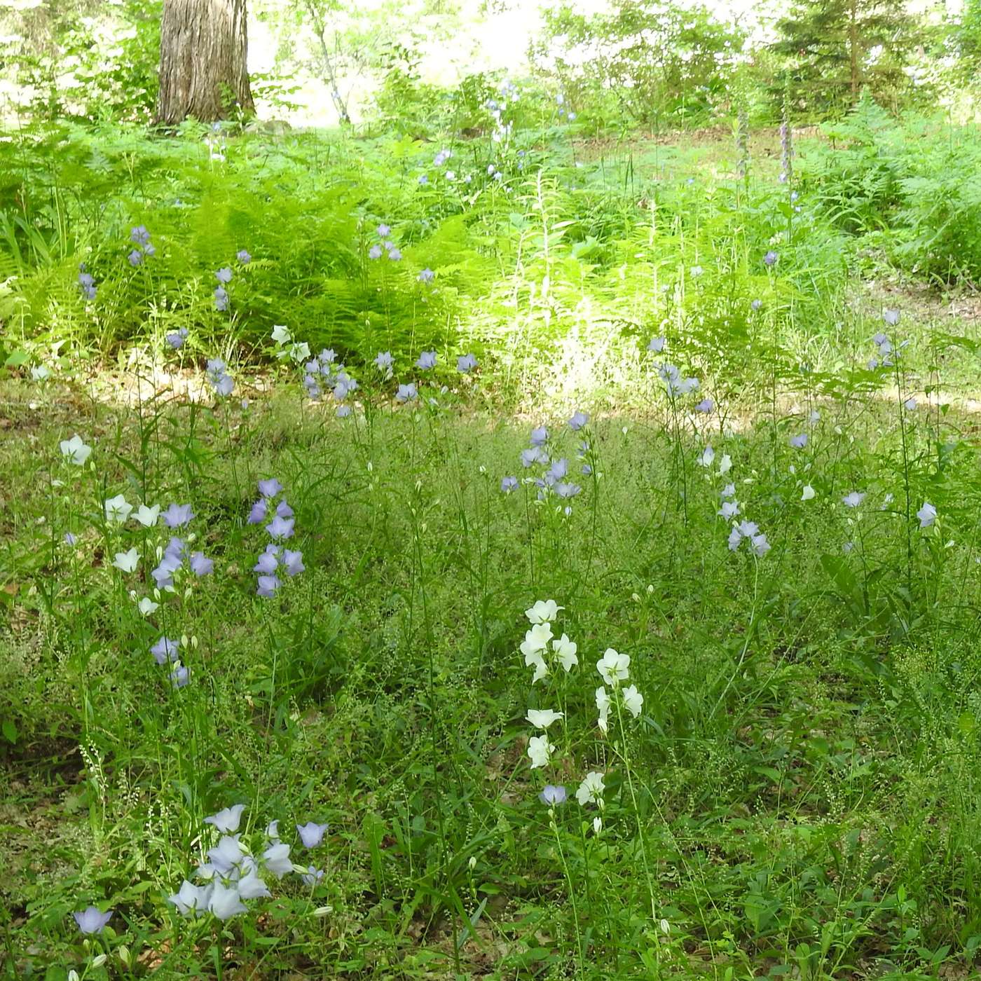 THE WILD LAWN, PART II