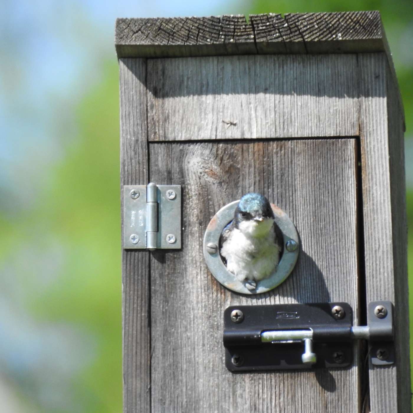 LAST ONE TO LEAVE THE NEST