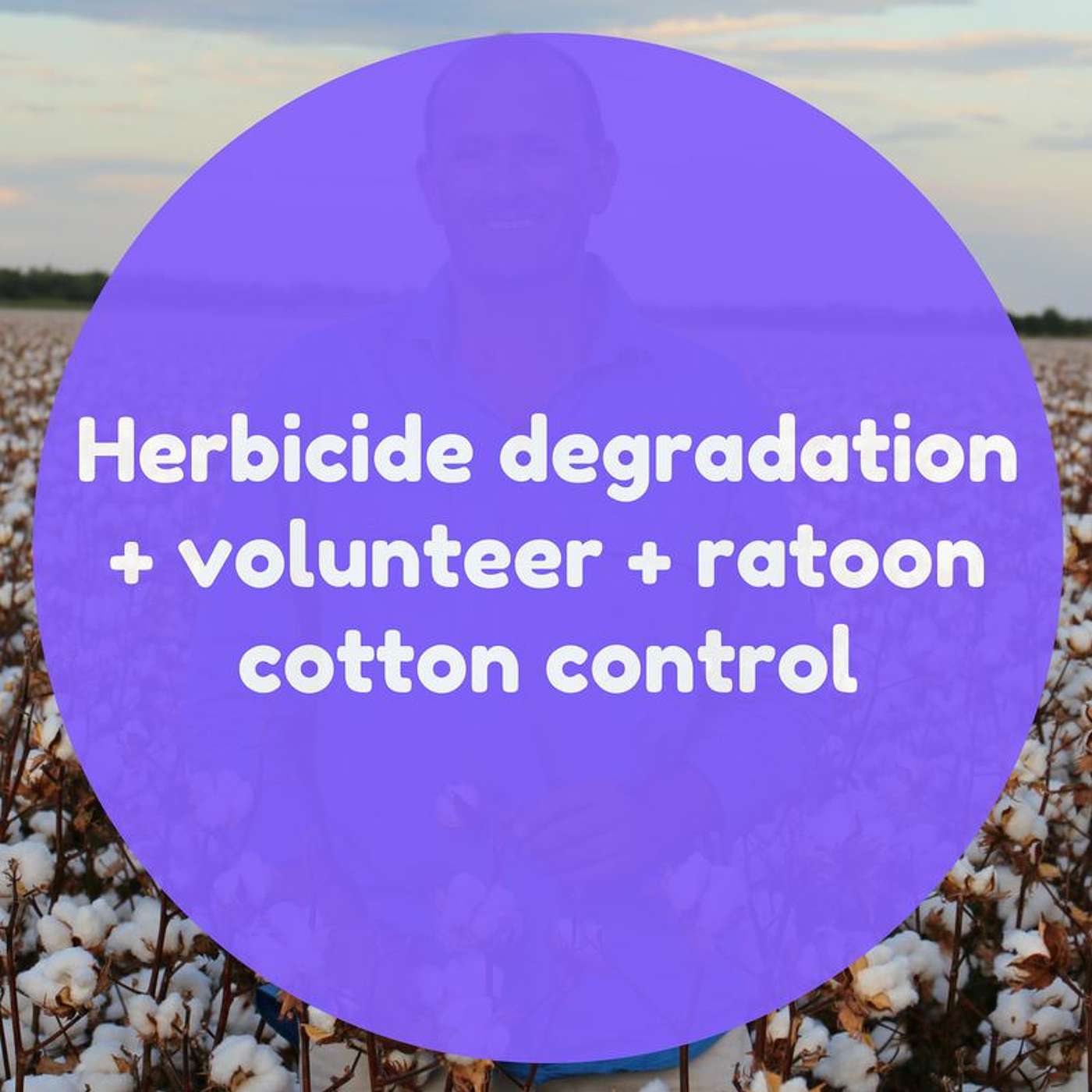 Herbicide degradation in dry soil and volunteer and ratoon cotton control