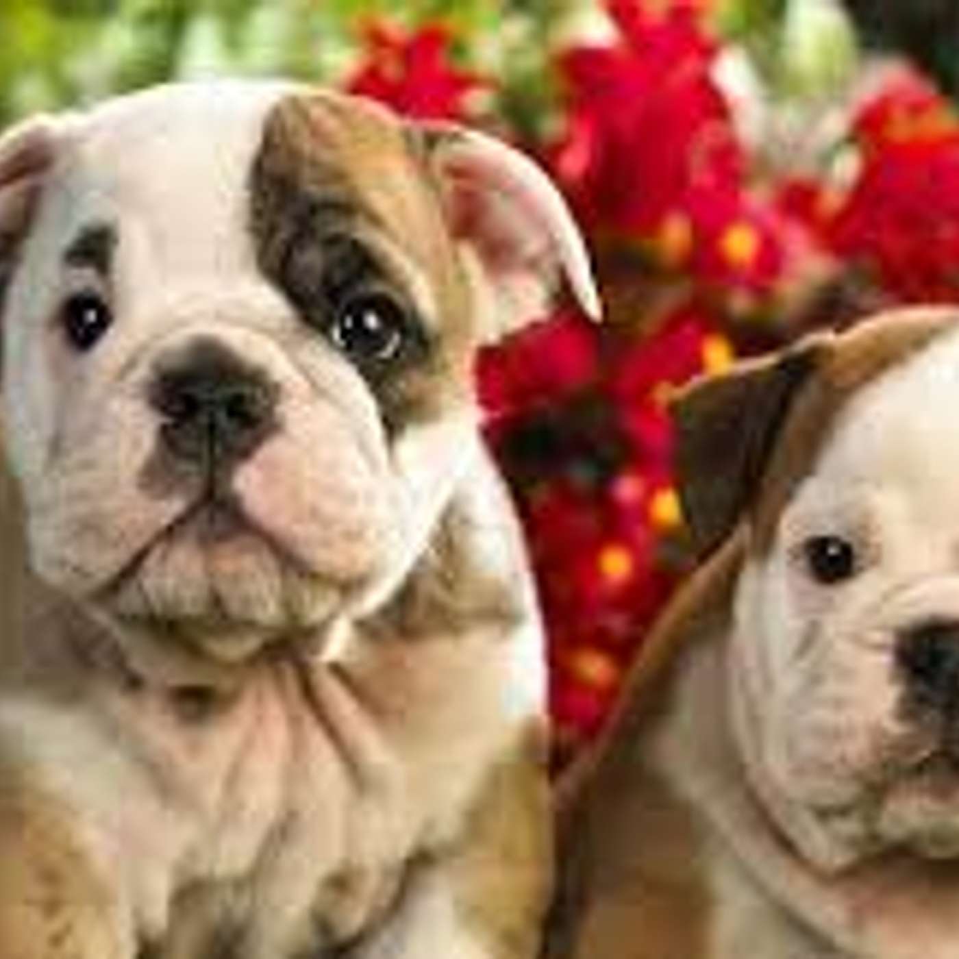 Patologie del cane di razza di Lucia Orlandi Patologie del cane di razza di Lucia Orlandi