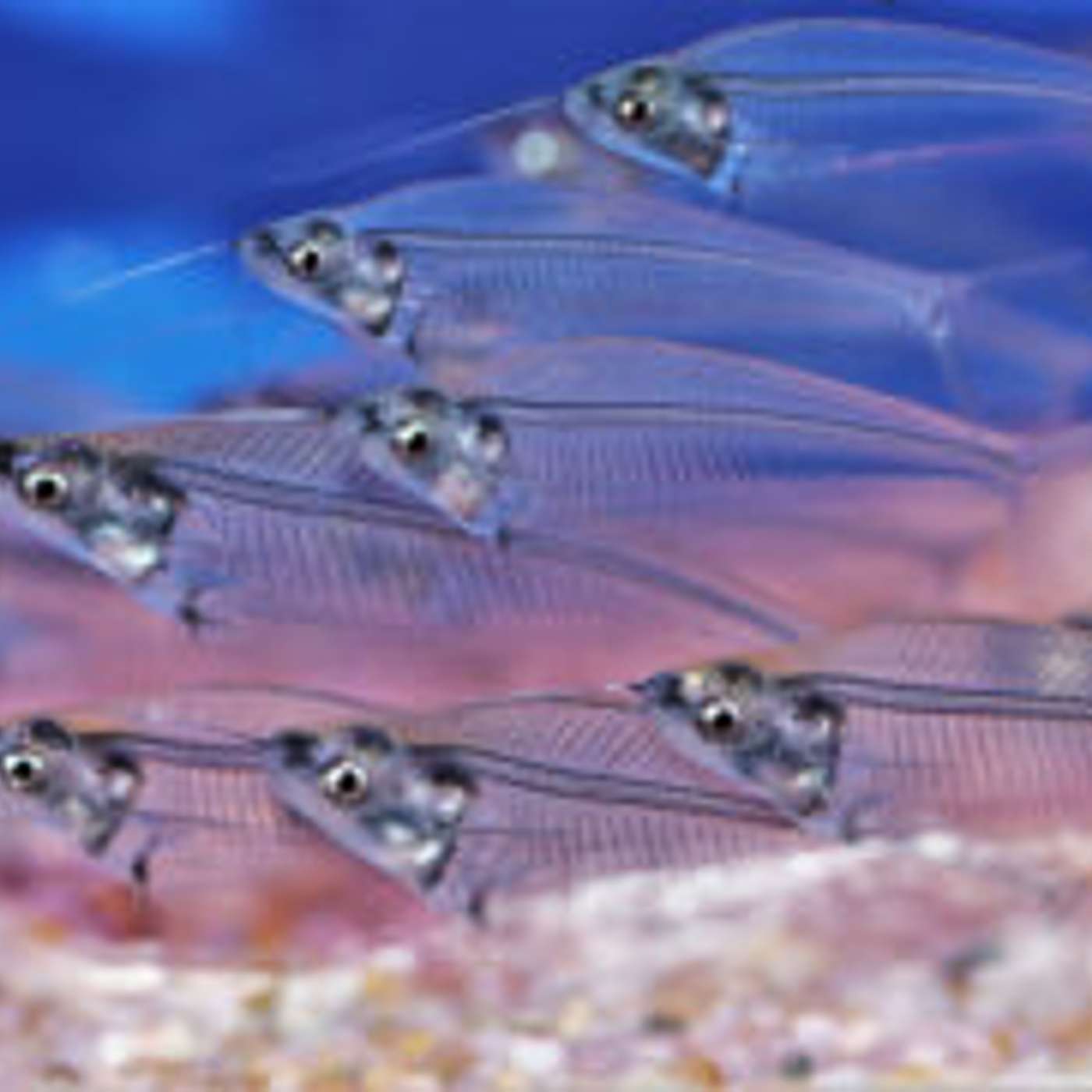 Arizona Ruling Keeps Several Aquarium Fish Legal