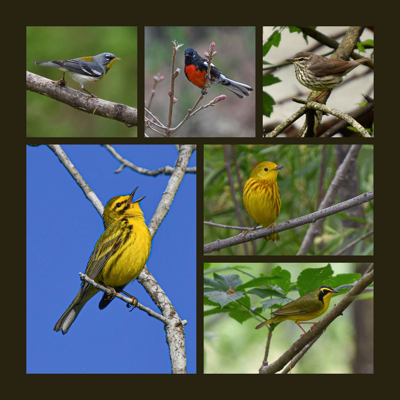 S4 E2: Feathered Jewels. Encountering 50 US Wood Warblers with Jim Kettelkamp. episode artwork