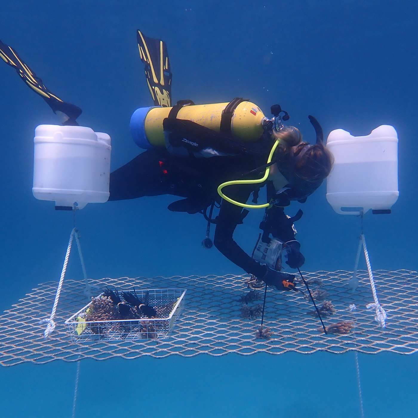 S1 E7: Coral restoration on the Great Barrier Reef with Dr Lorna Howlett