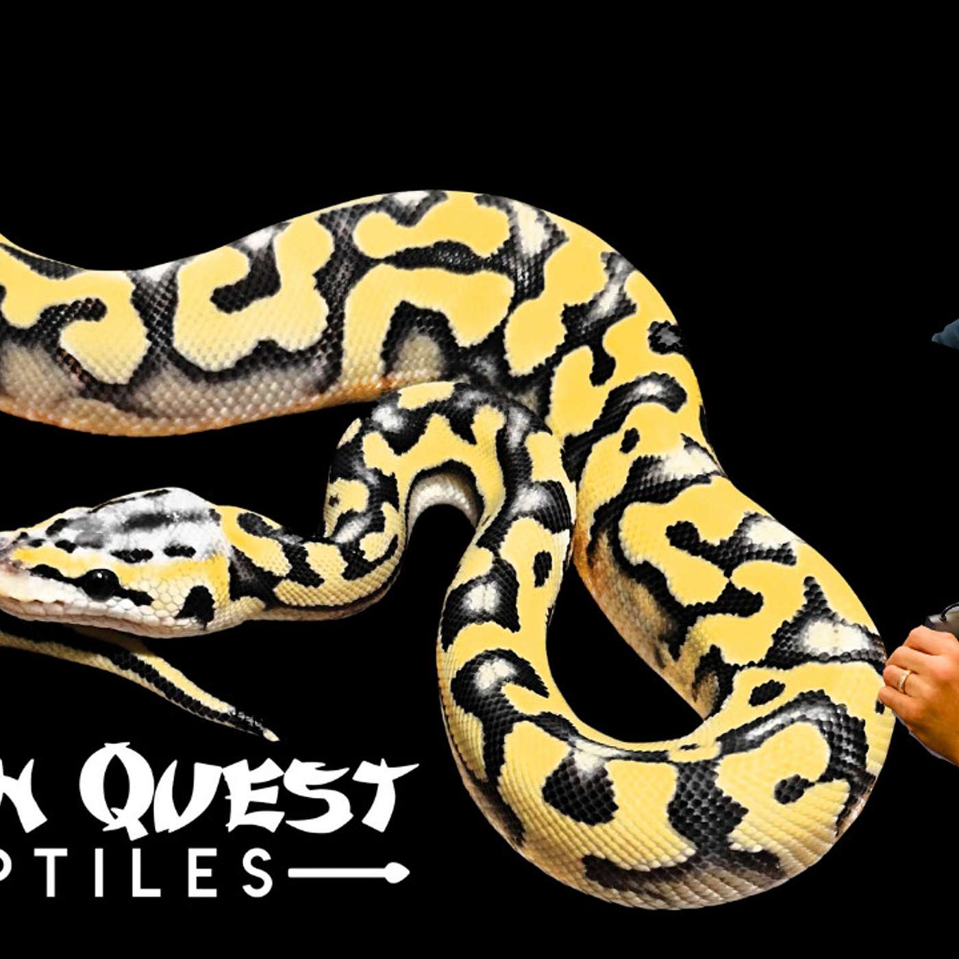 Dan goes over the foundation in his ball python projects | New Breeder On The Block