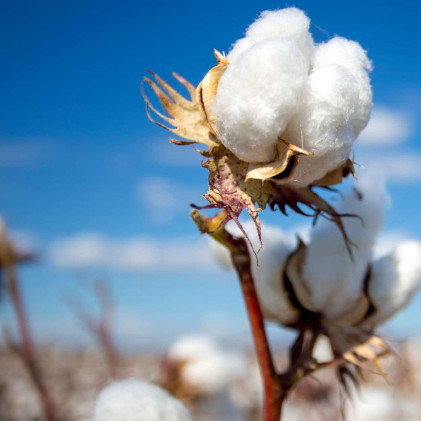 The truth about connected seeds !