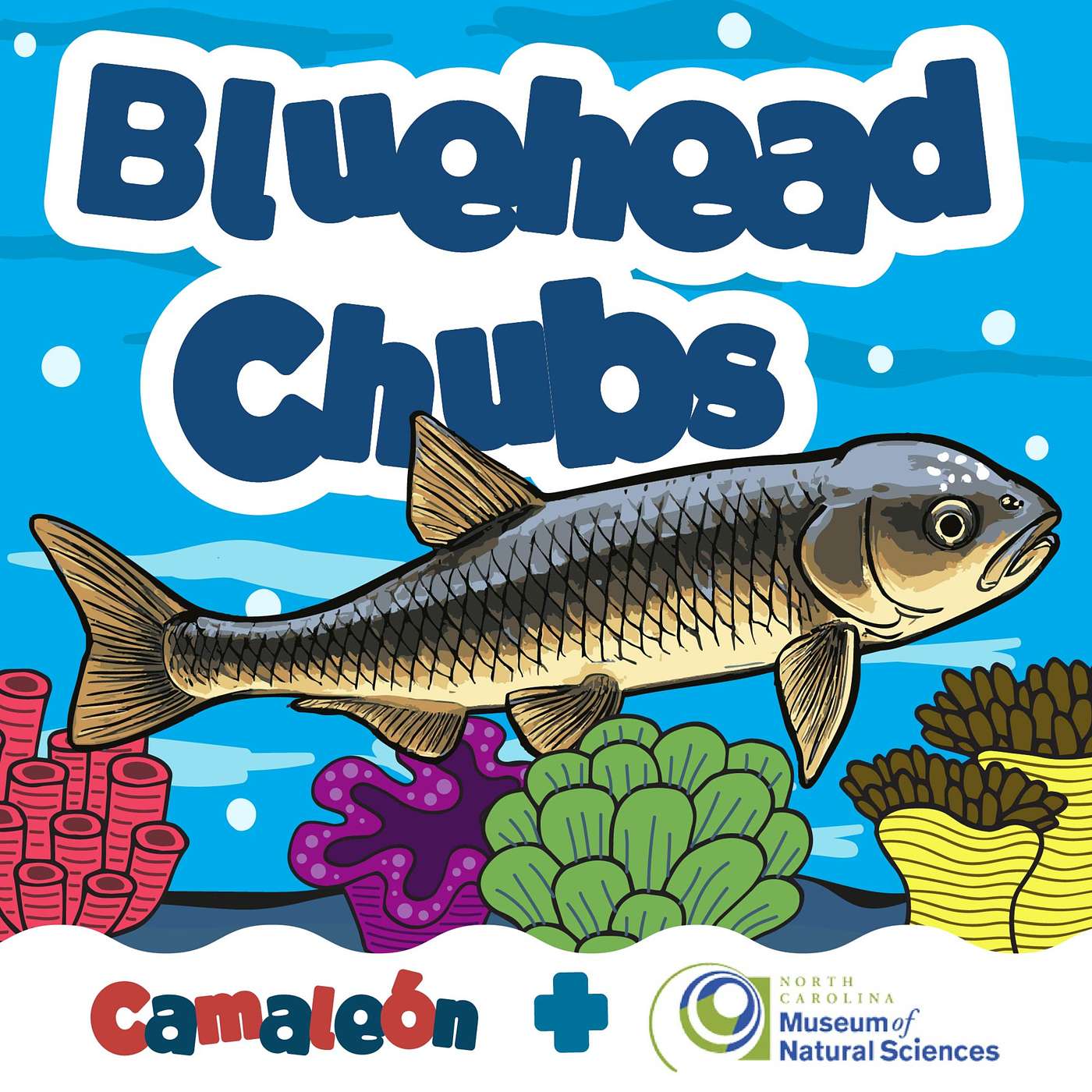 Bluehead Chubs: El pez albañil del río episode artwork