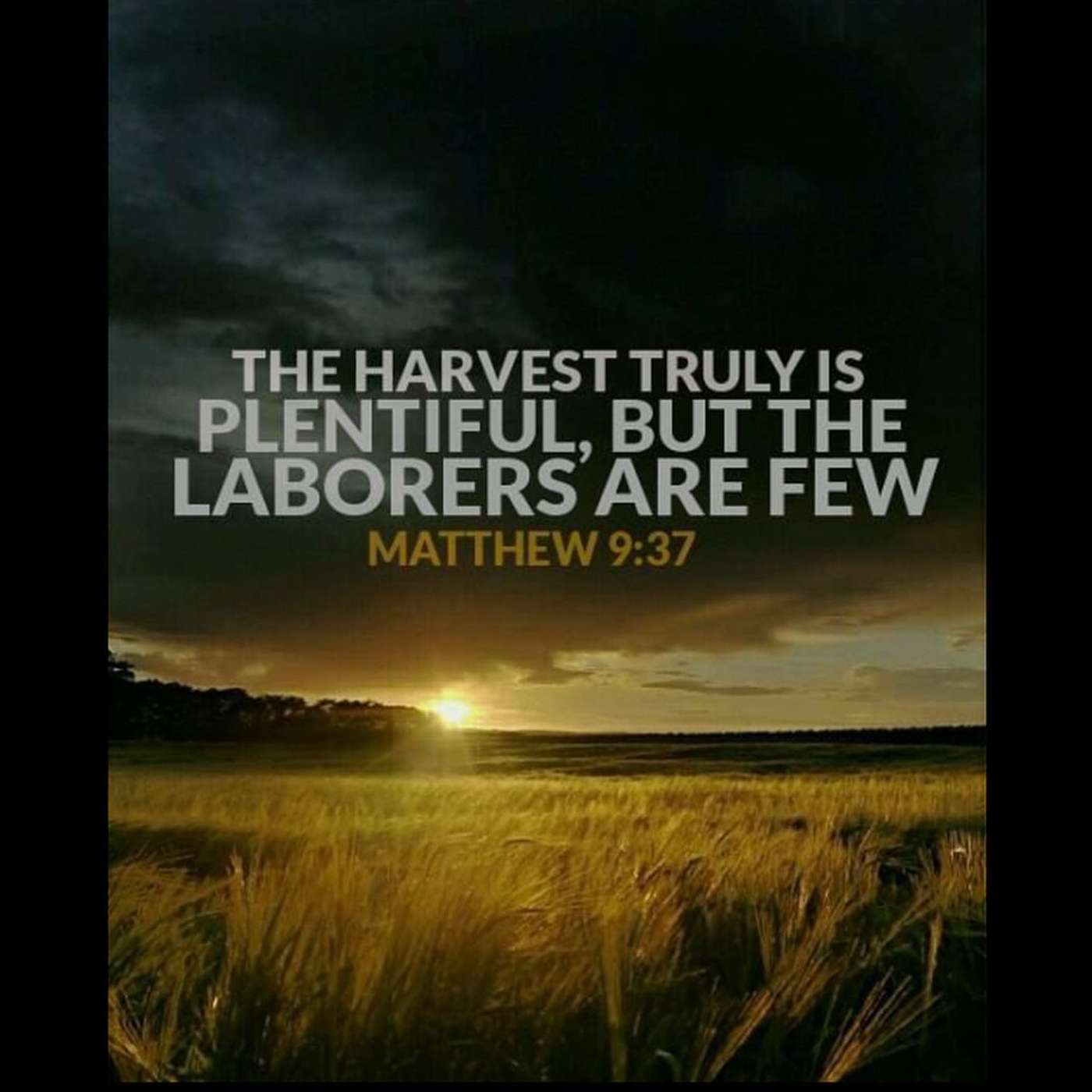 The Harvest is Coming for all those Sowing the Seed of the Word episode artwork