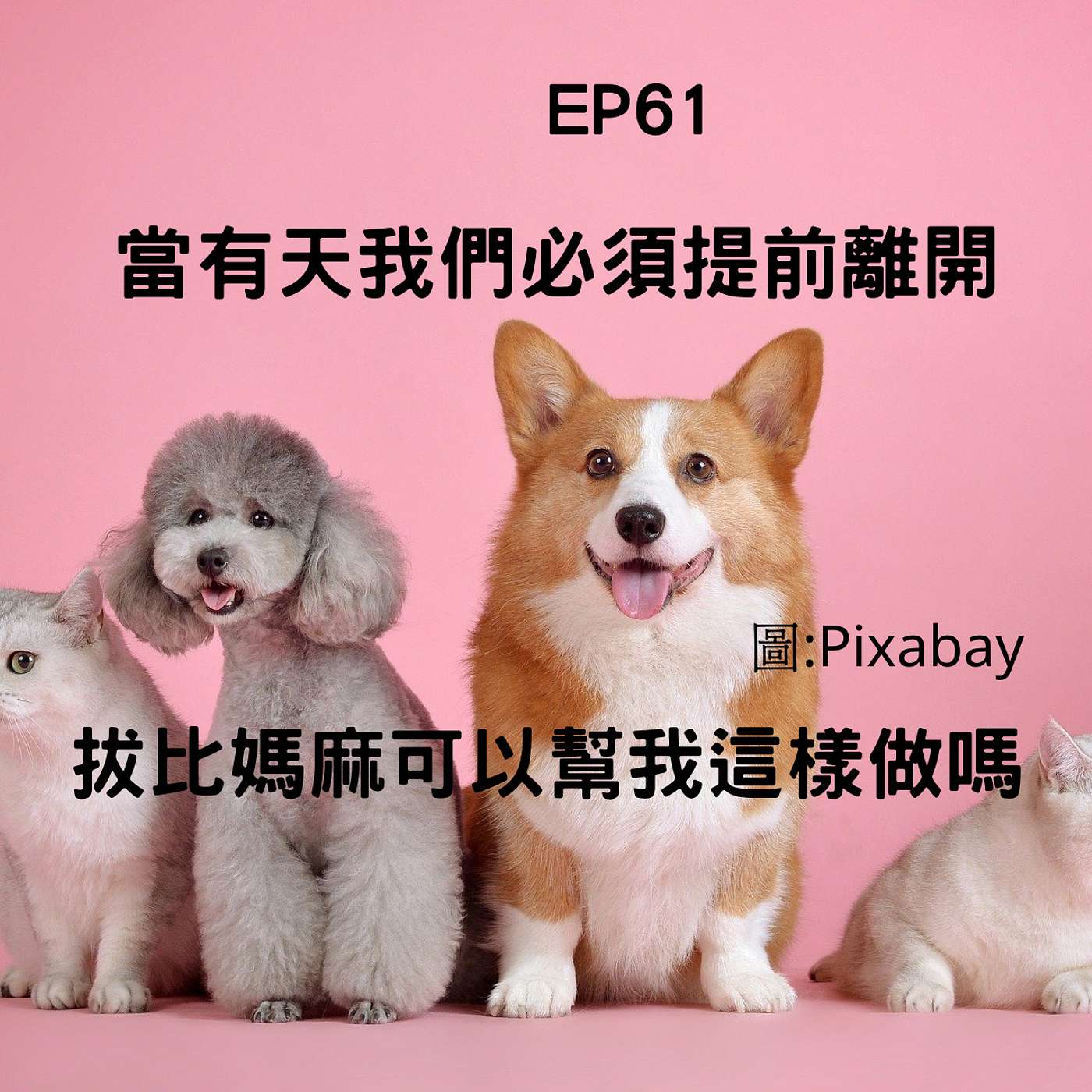 從0到1媒體人X斜槓 EP61 當有一天毛孩必須提早上路，請爸比媽咪這樣做！！／這些食物毛孩碰不得，爸比媽咪知道嗎？(柚子貍&安妮動物園) episode artwork