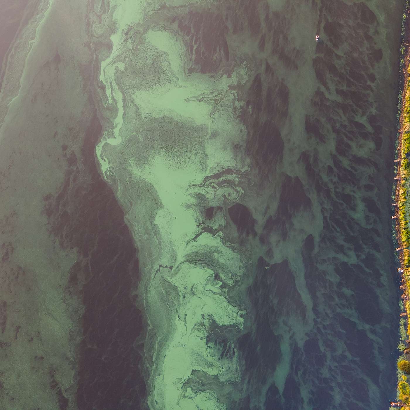 35: Wastewater Treatment Could be a Solution for Cleaner, More Efficient Fertilizer 35: Wastewater Treatment Could be a Solution for Cleaner, More Efficient Fertilizer