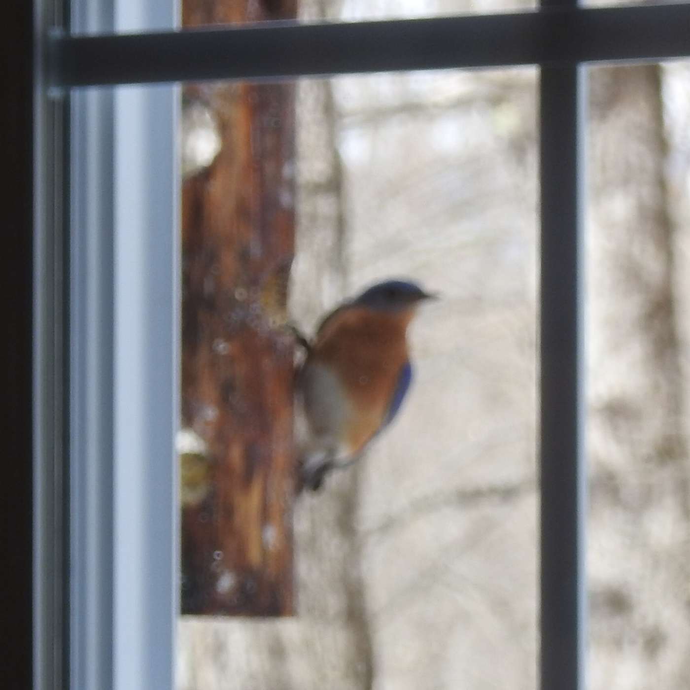 A BLUE BIRD DAY