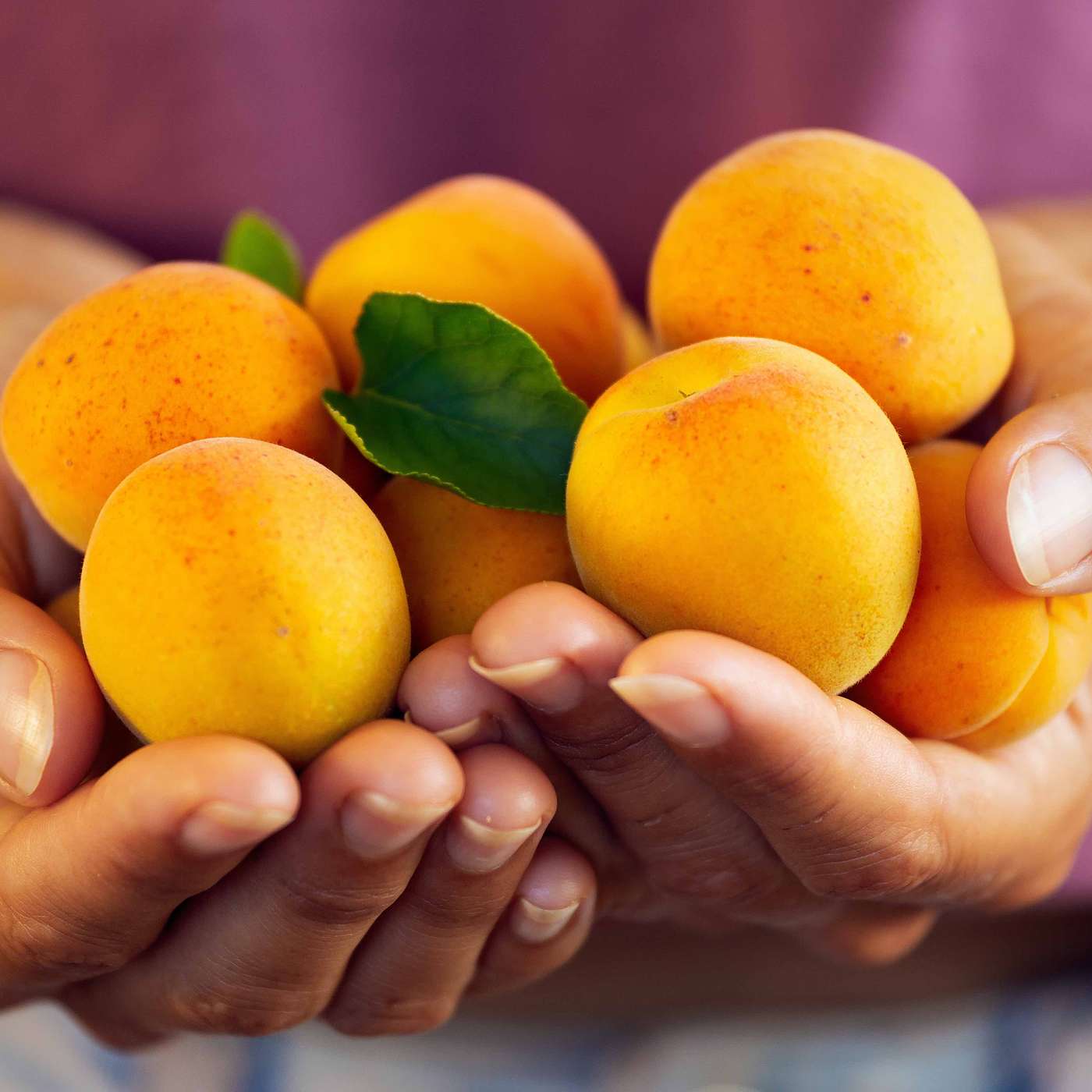 Un’estate tutta arancione: i superpoteri delle albicocche
