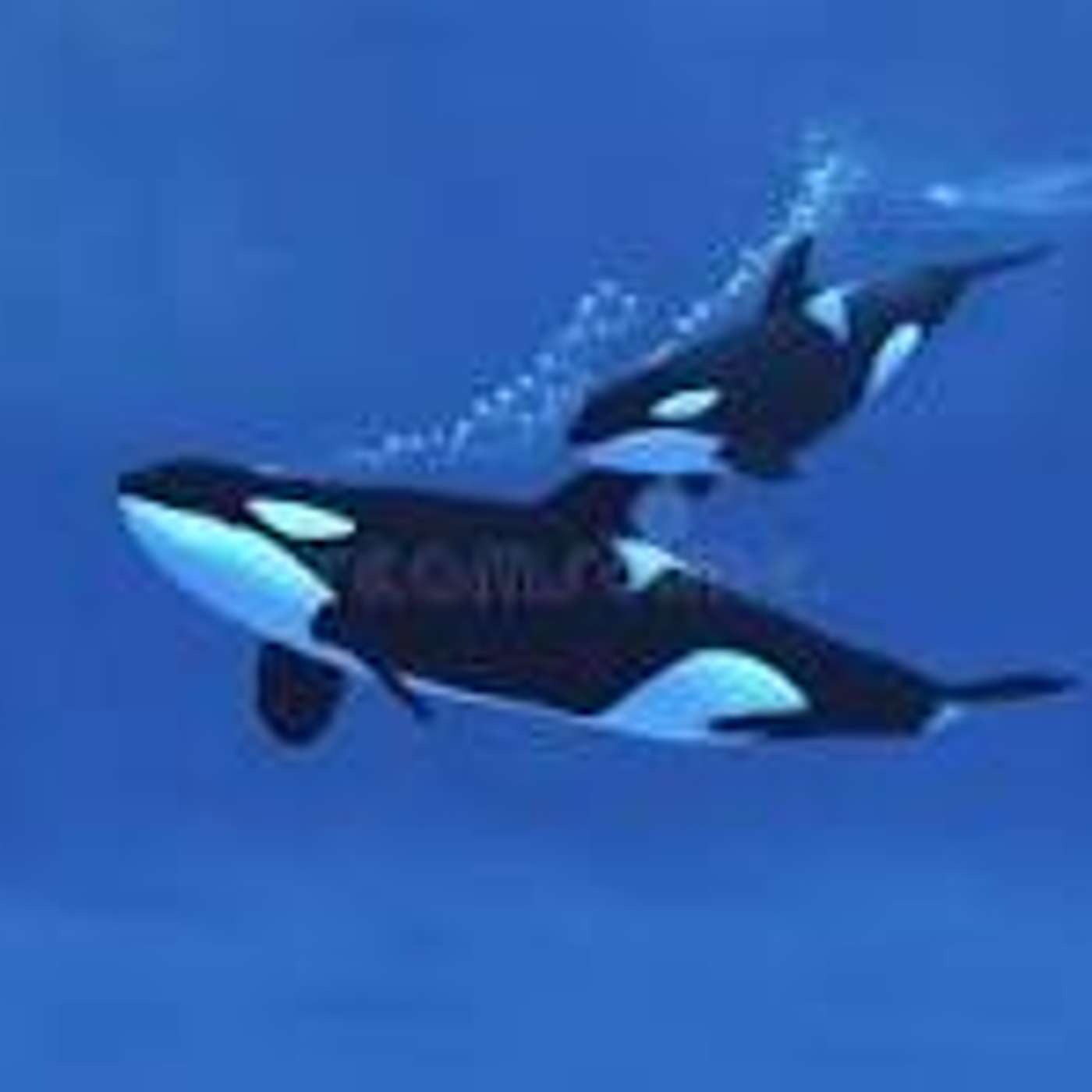 Amazing animals