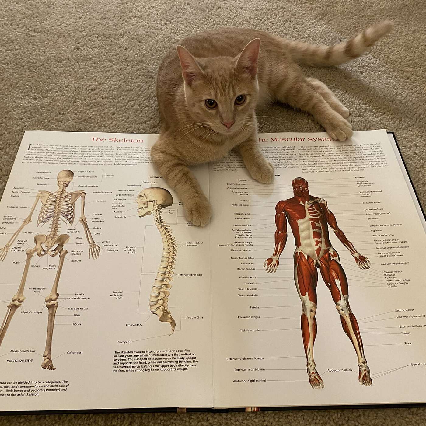 M1 | Studying From Home episode artwork