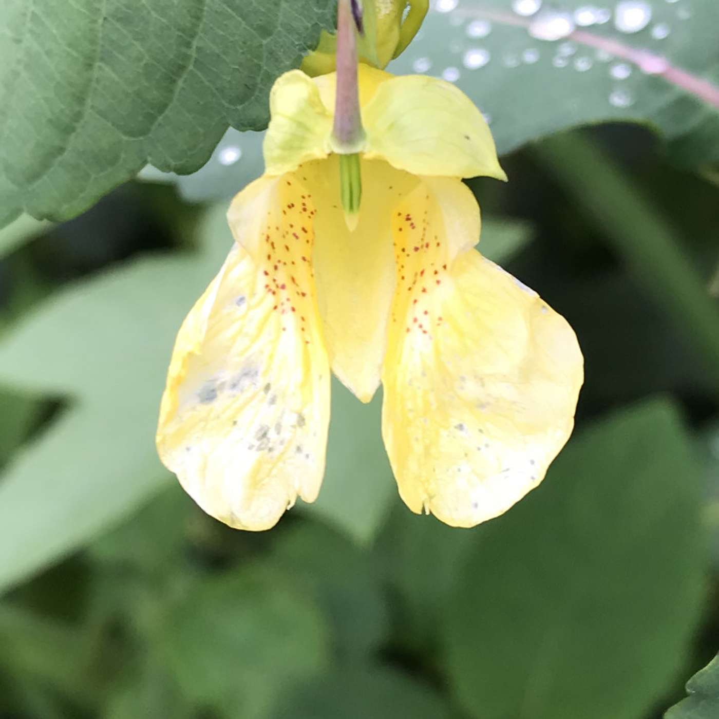 Episode 3: Matango, Japanese Knotweed (Fallopia japonica) Seed Viability, Impatiens canadensis and pallida, Cannabis Seed Genetics. Stop Doing Monstera episode artwork