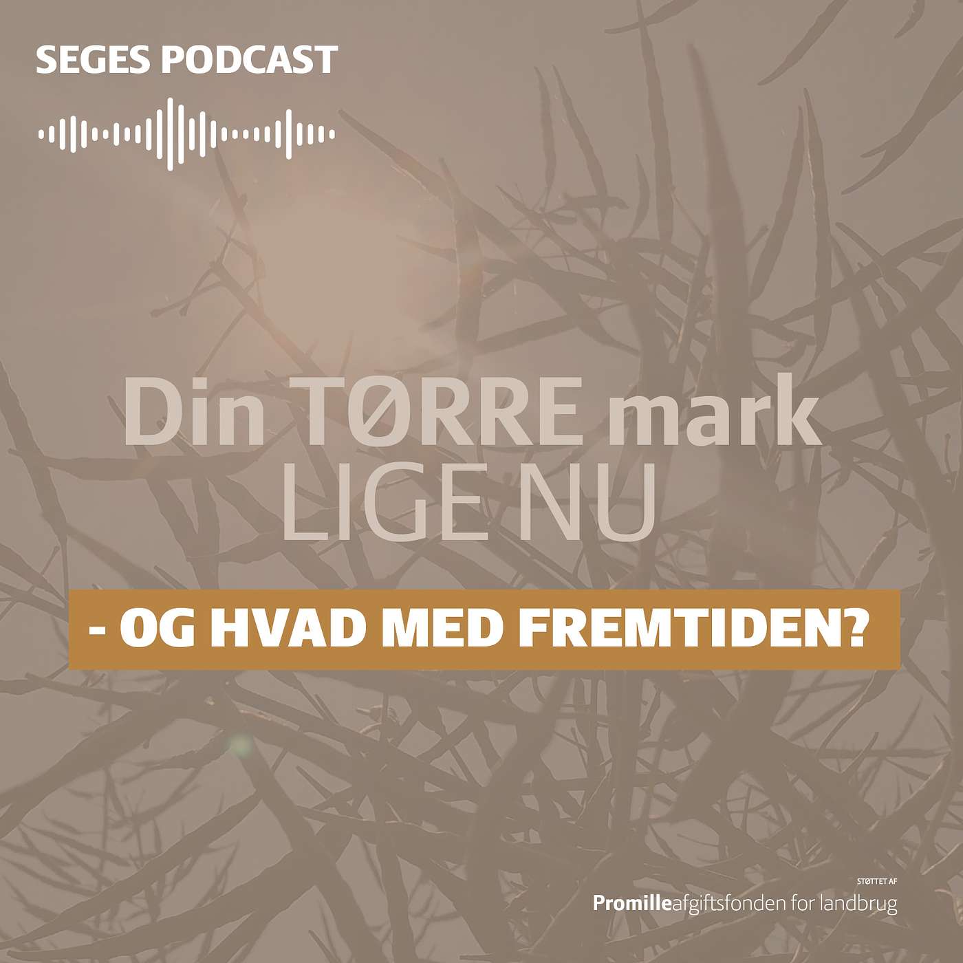 Din Mark Lige Nu: Tørke igen - hvad gør vi? Din Mark Lige Nu: Tørke igen - hvad gør vi?