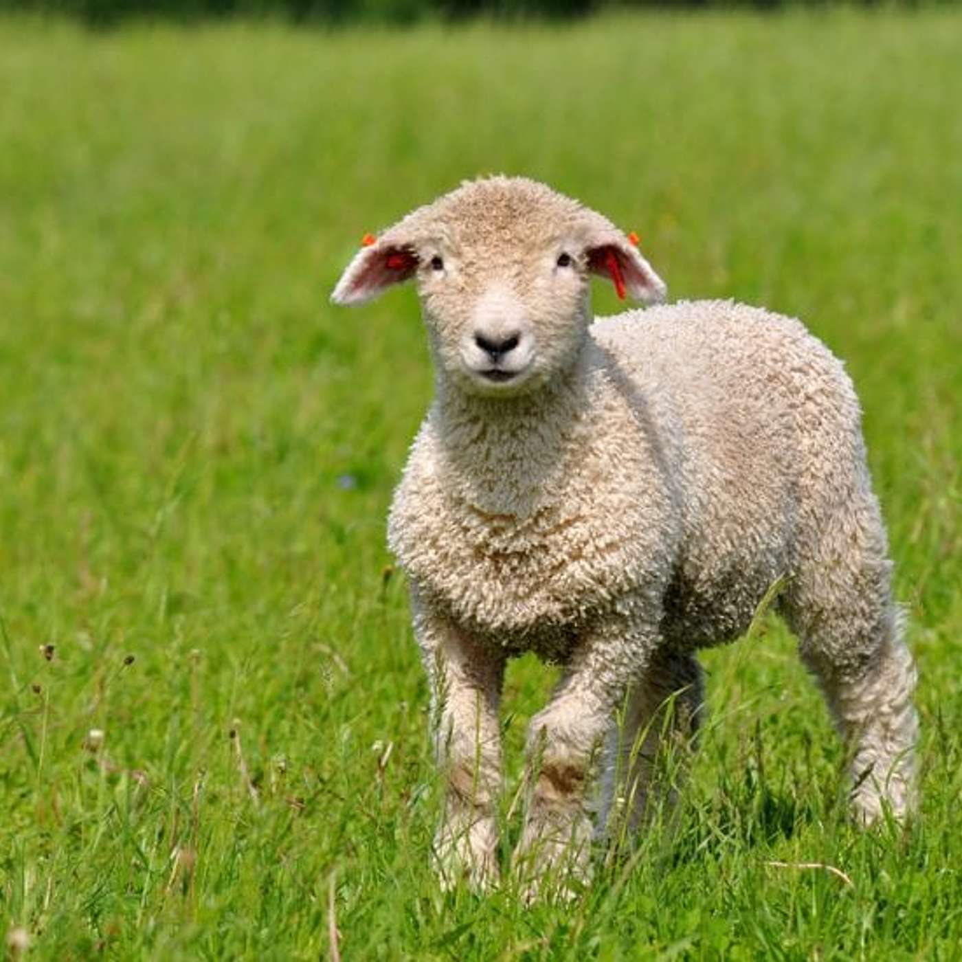 Episode 377 - How a Shepherd, Leader, Community, Parent Should See Things.