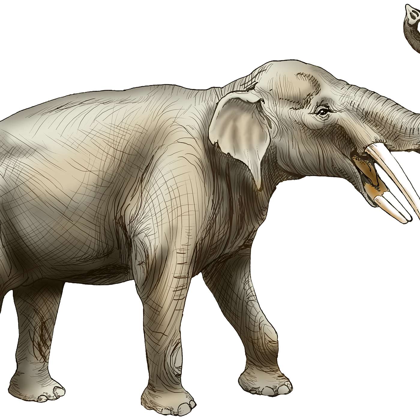 Episode 165: Hurricanes, Fossils, and an Elephant Graveyard