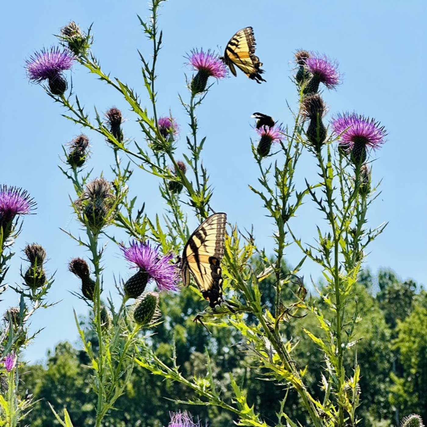 The Meadow Landscape The Meadow Landscape