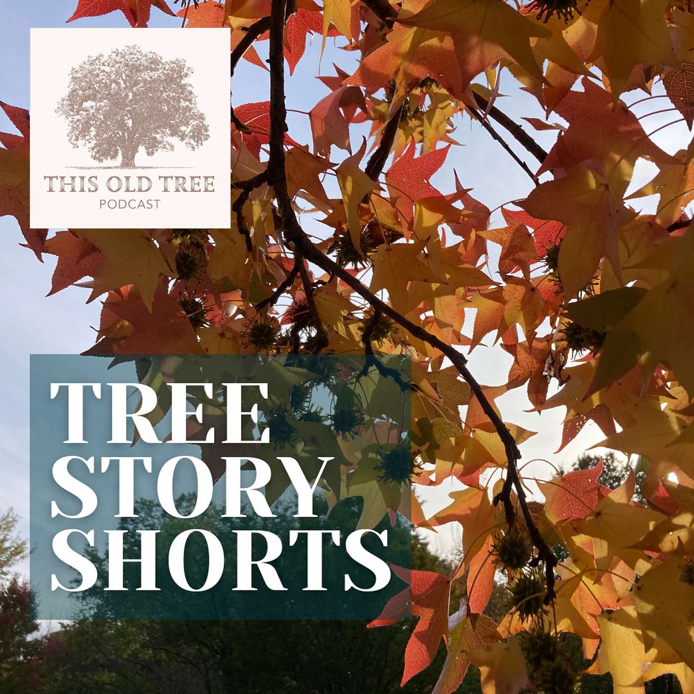 Tree Story Shorts