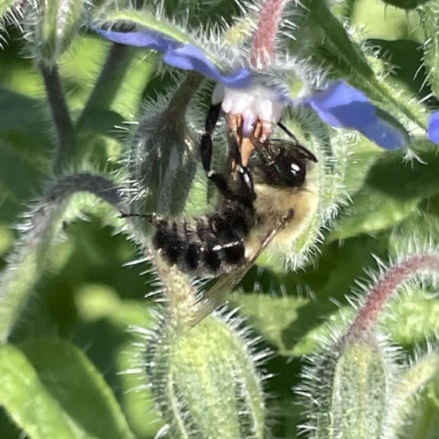 FLUTE STORIES - Rimsky-Korsakov's FLIGHT OF THE BUMBLEBEE