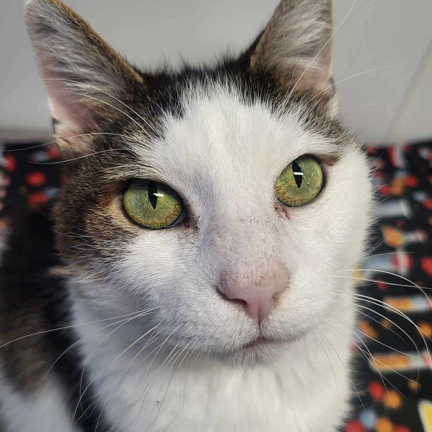 Ladies and Gentlemen...Please meet KEN! He's our POP-PAW-RAZZI Superstar of the Week!