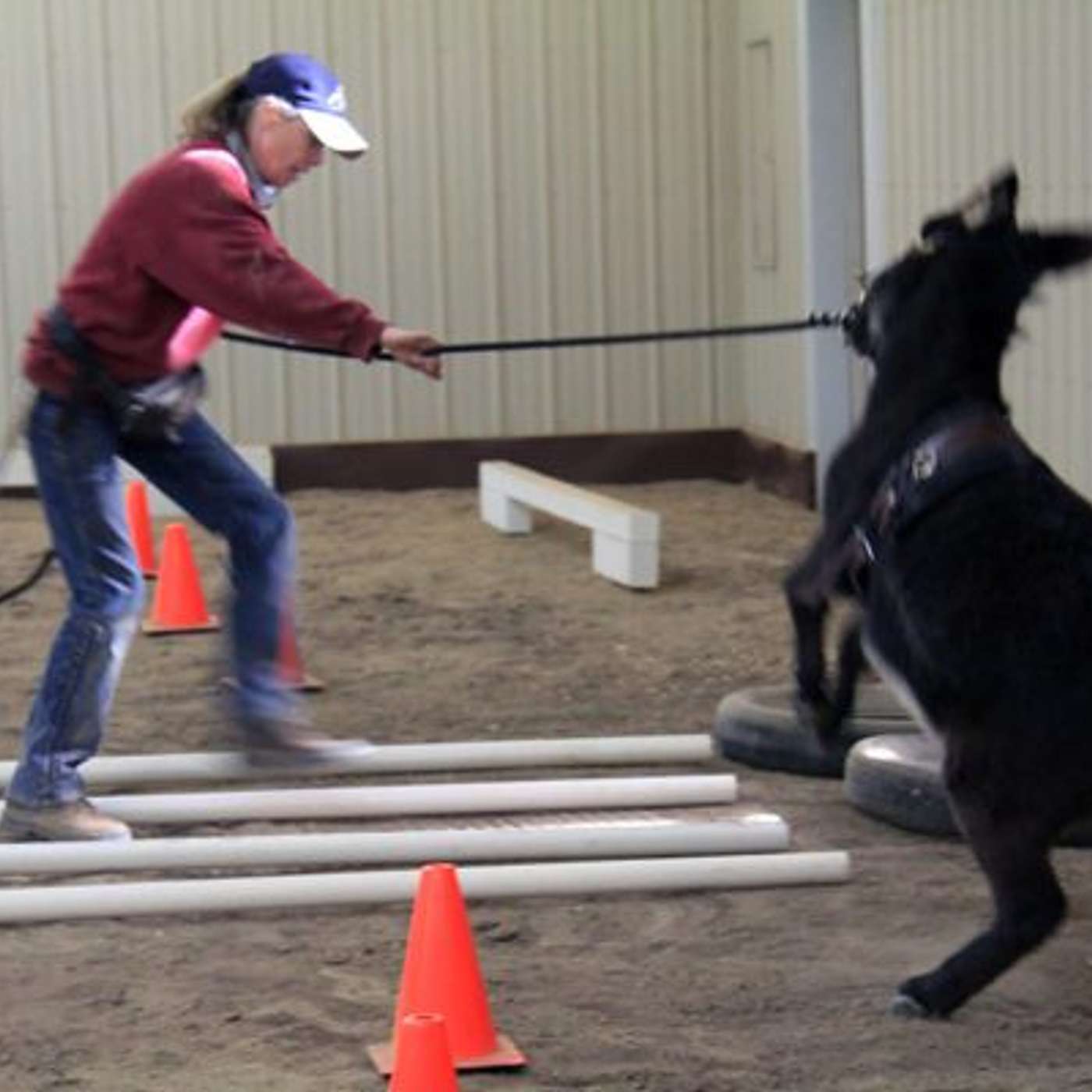MULE TALK! THE PODCAST ABOUT MULES, MULE TRAINING, AND THE MULE INDUSTRY.