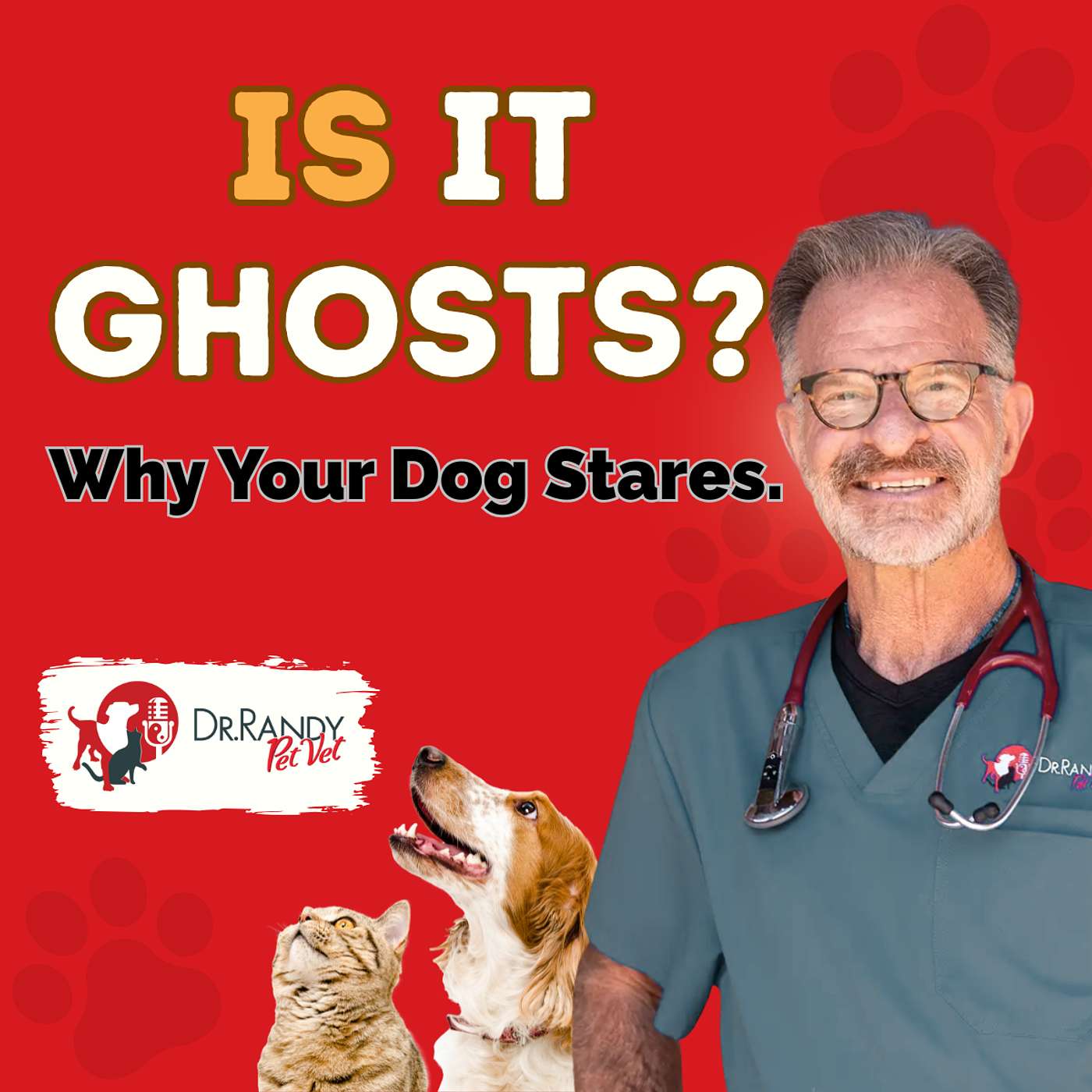 Why Your Dog Stares at the Wall (It’s Not Always Ghosts)