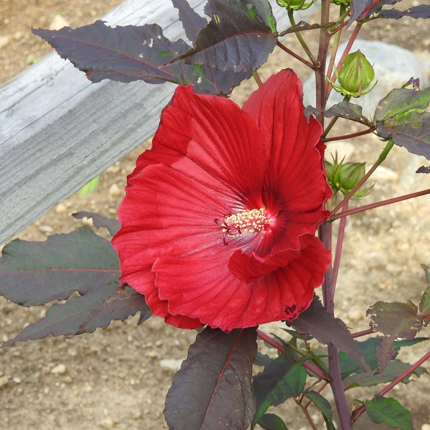 BRILLIANT HIBISCUS