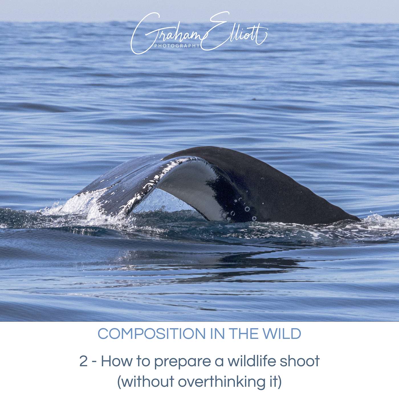 Composition in the Wild E2/4: How to prepare a wildlife shoot (without over-thinking it)