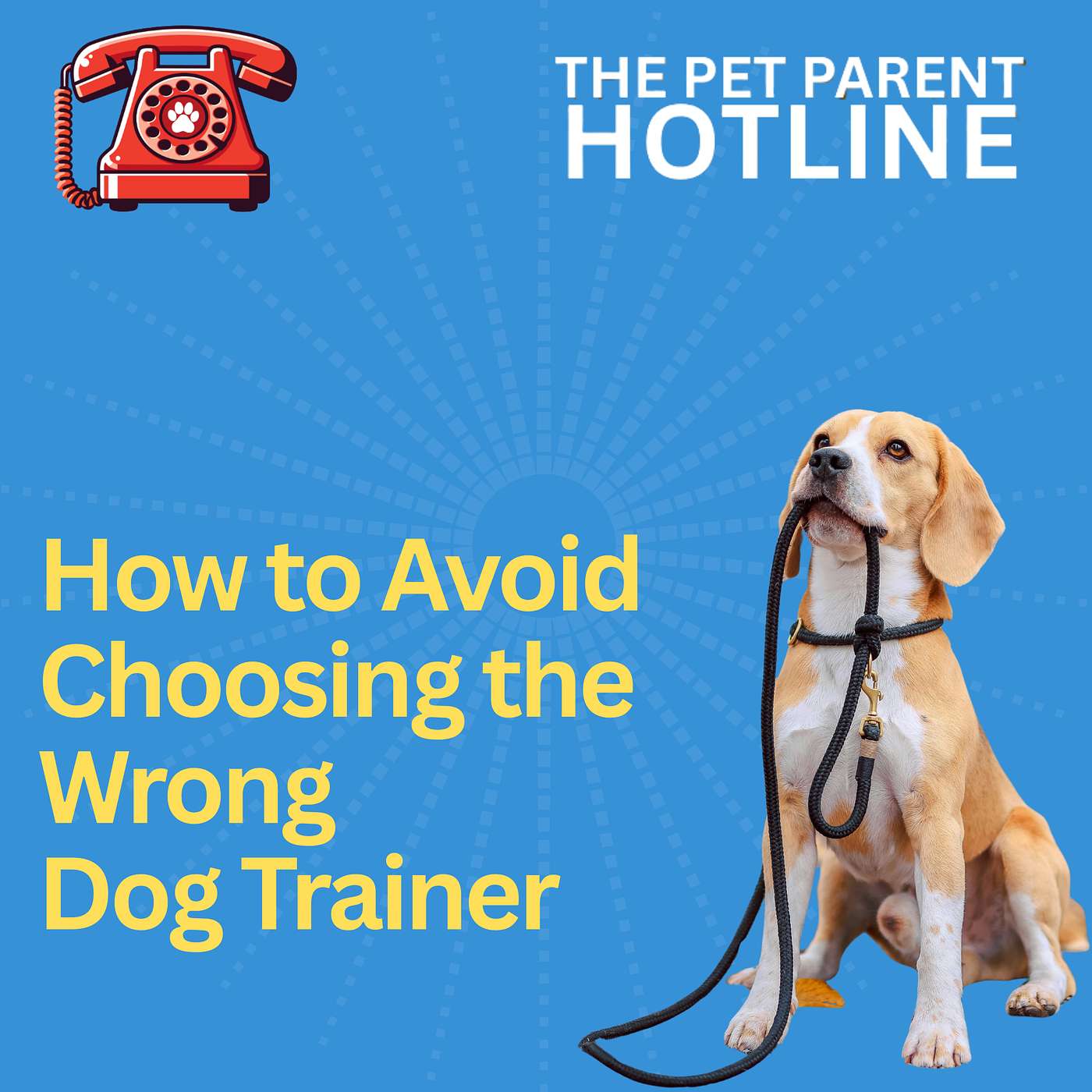 How to Avoid Choosing the Wrong Dog Trainer