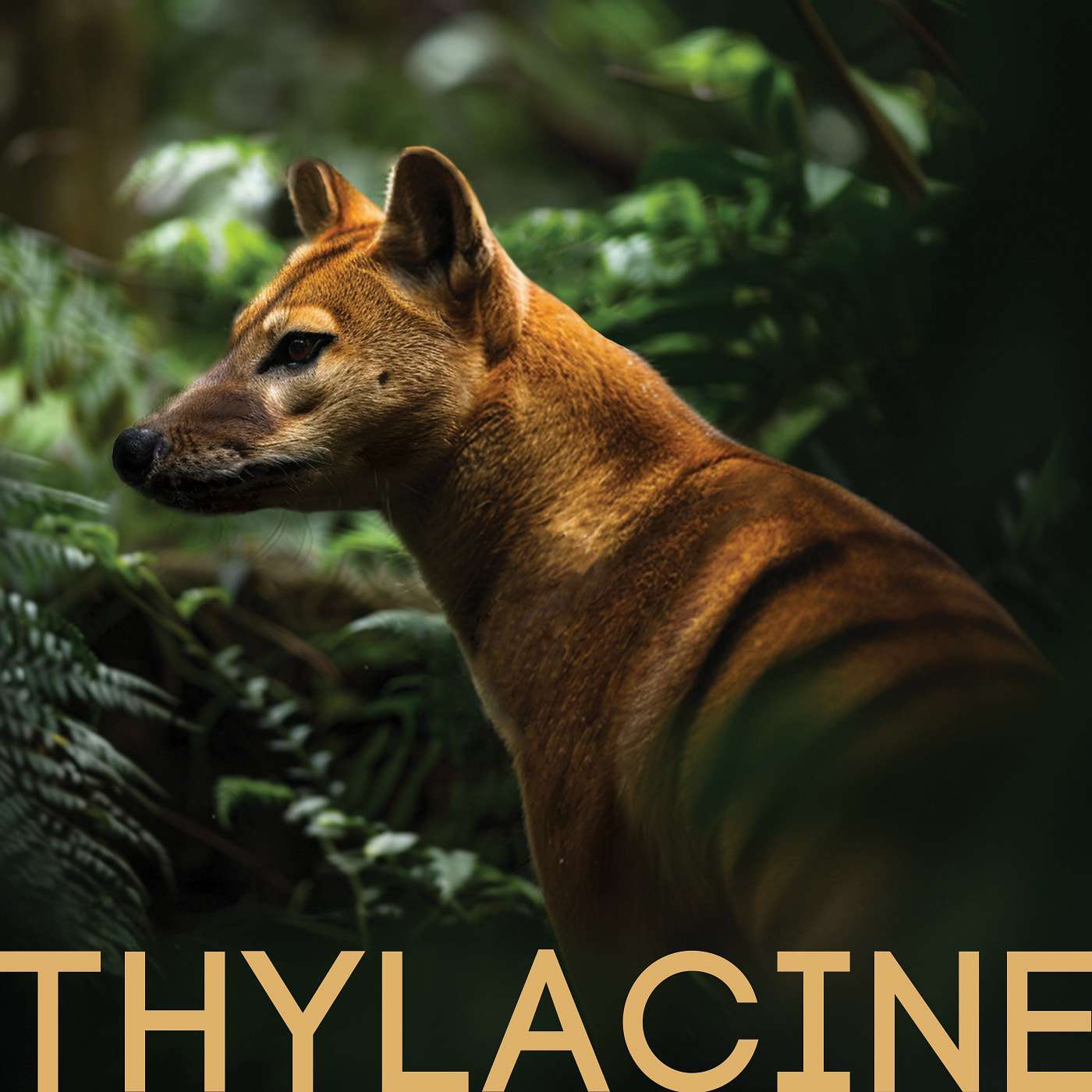 Thylacine