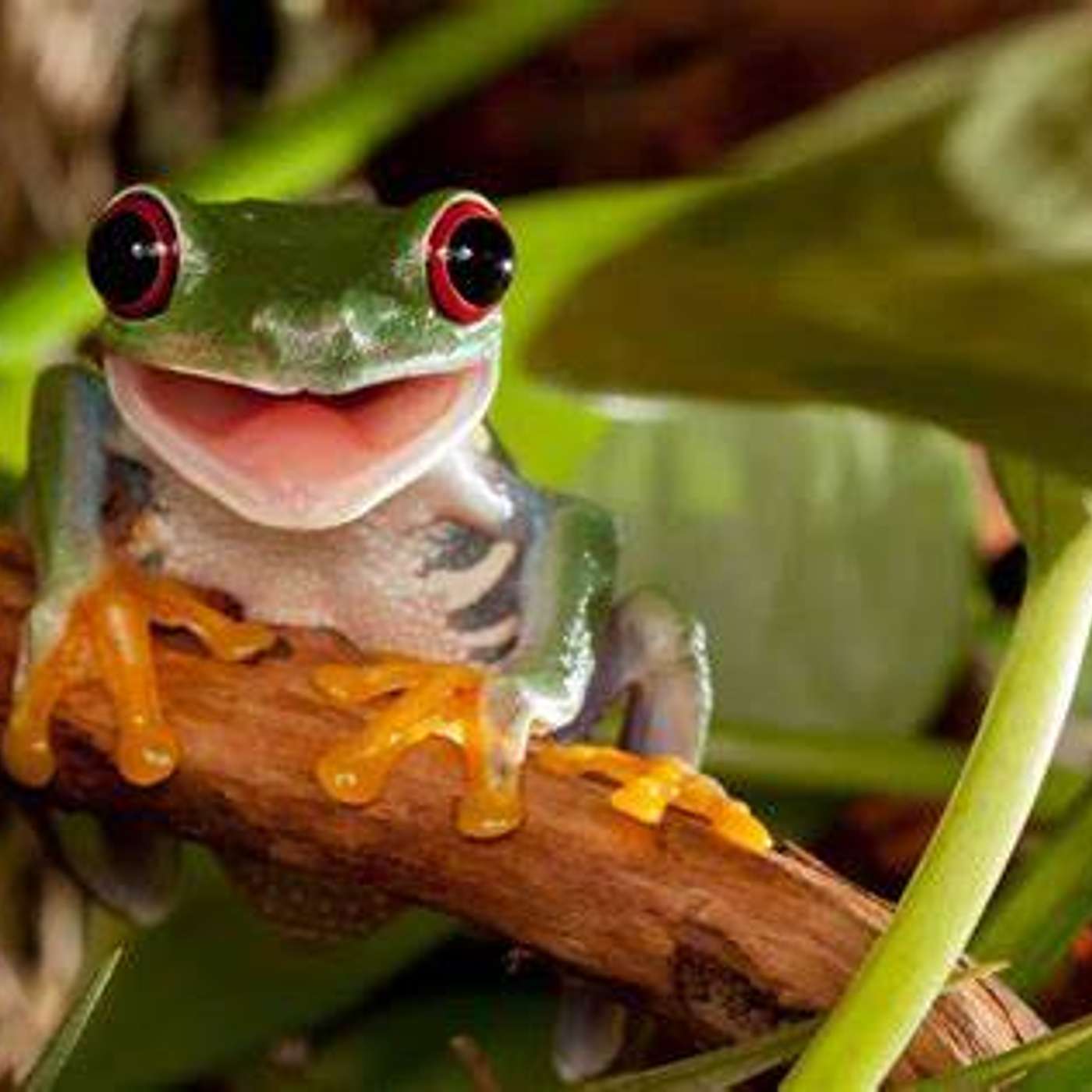 Frogs an environmental indicator species episode artwork