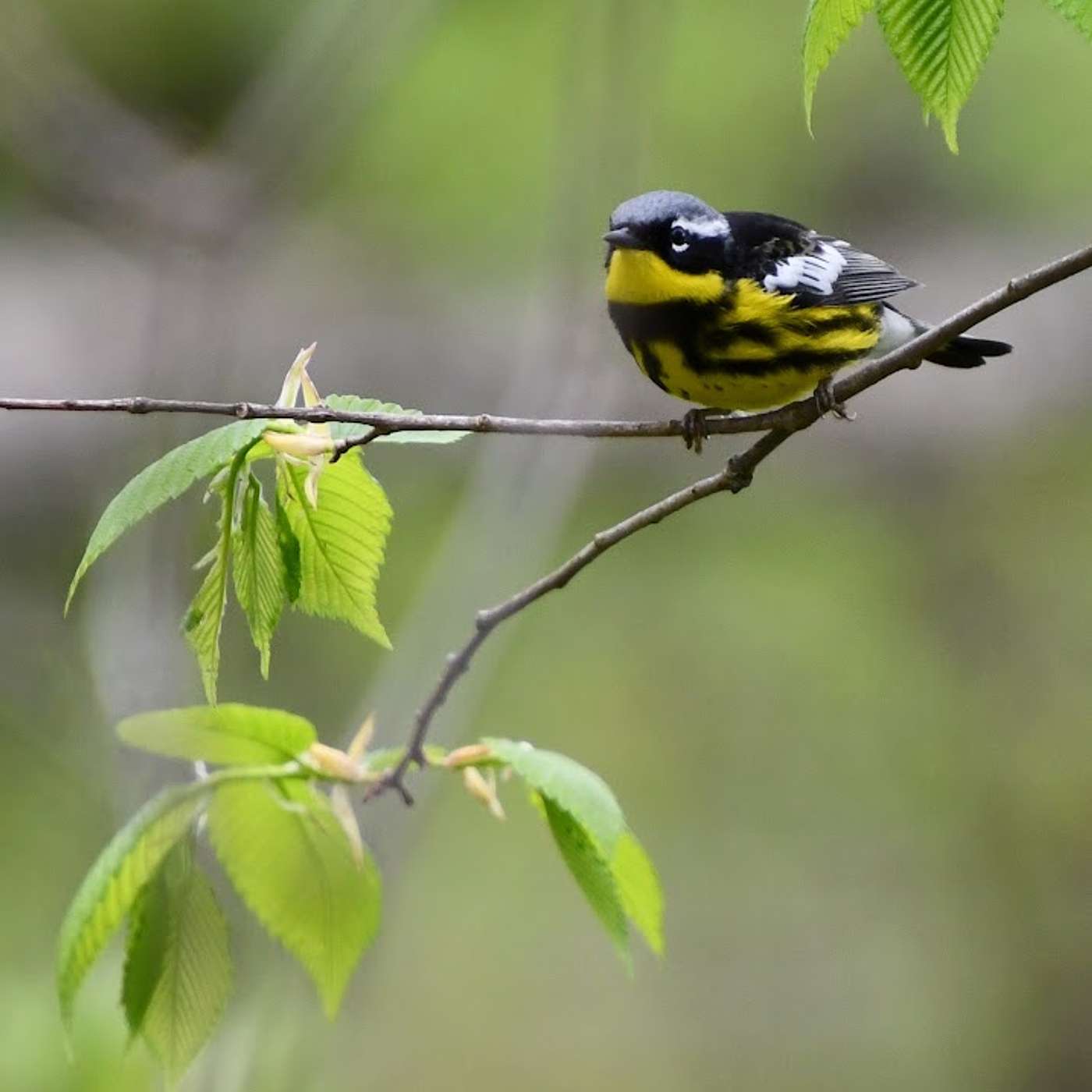S1 E2: Wood Warbler Road. My goal to see 50 US Wood Warblers. episode artwork