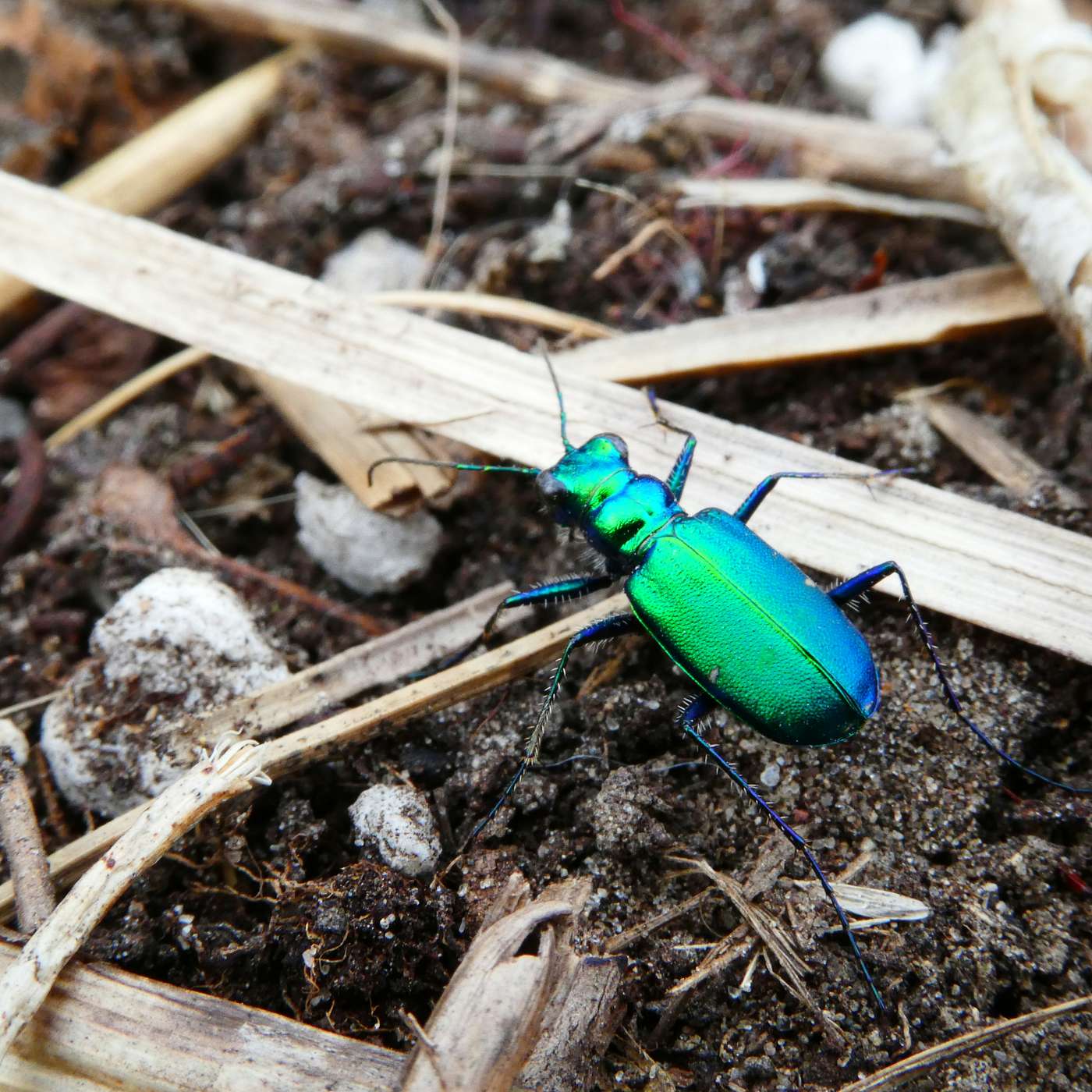 Bug Banter with the Xerces Society