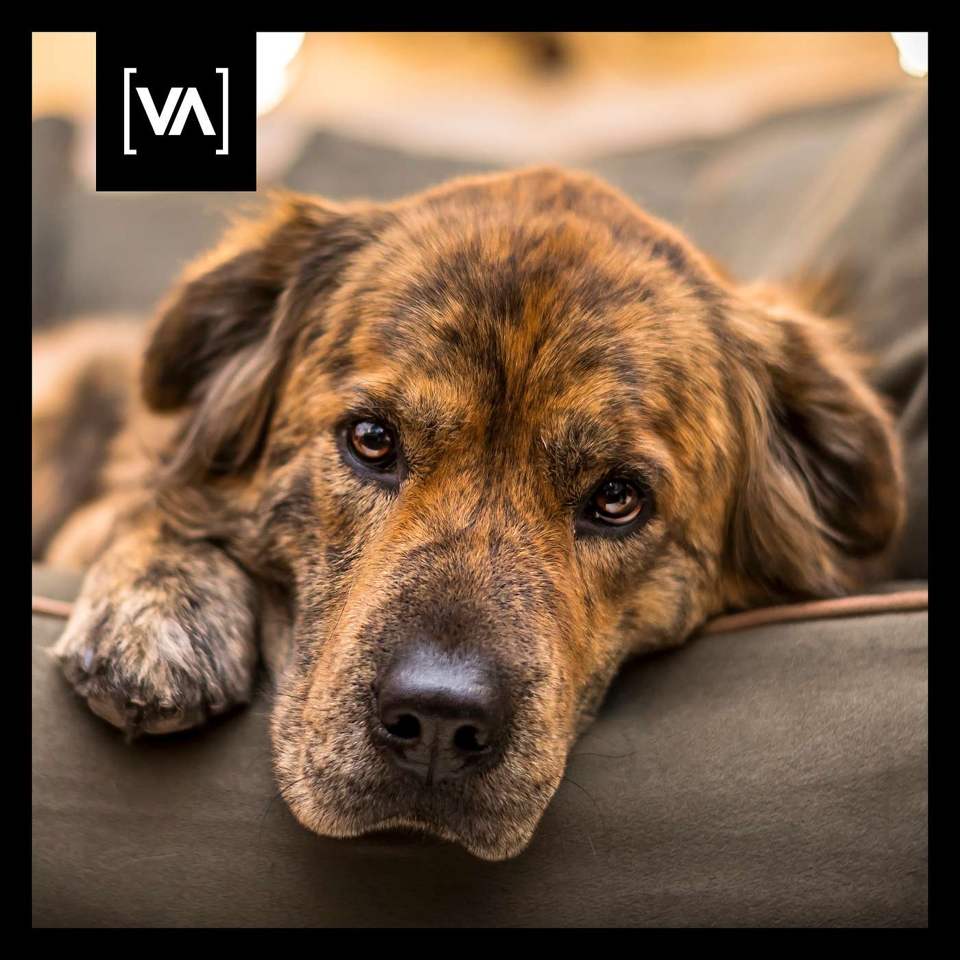 Gibt es so etwas wie Depression beim Hund?