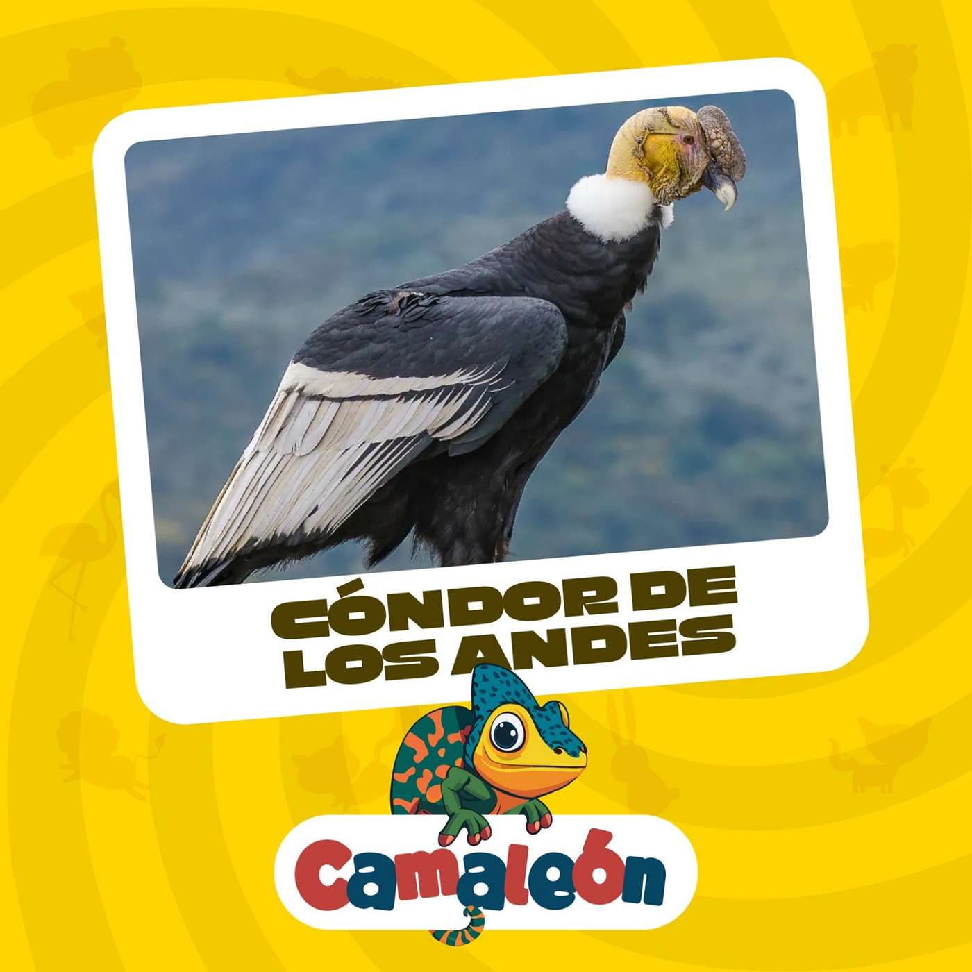 El Cóndor andino: ¿Cómo logra volar tan alto? episode artwork