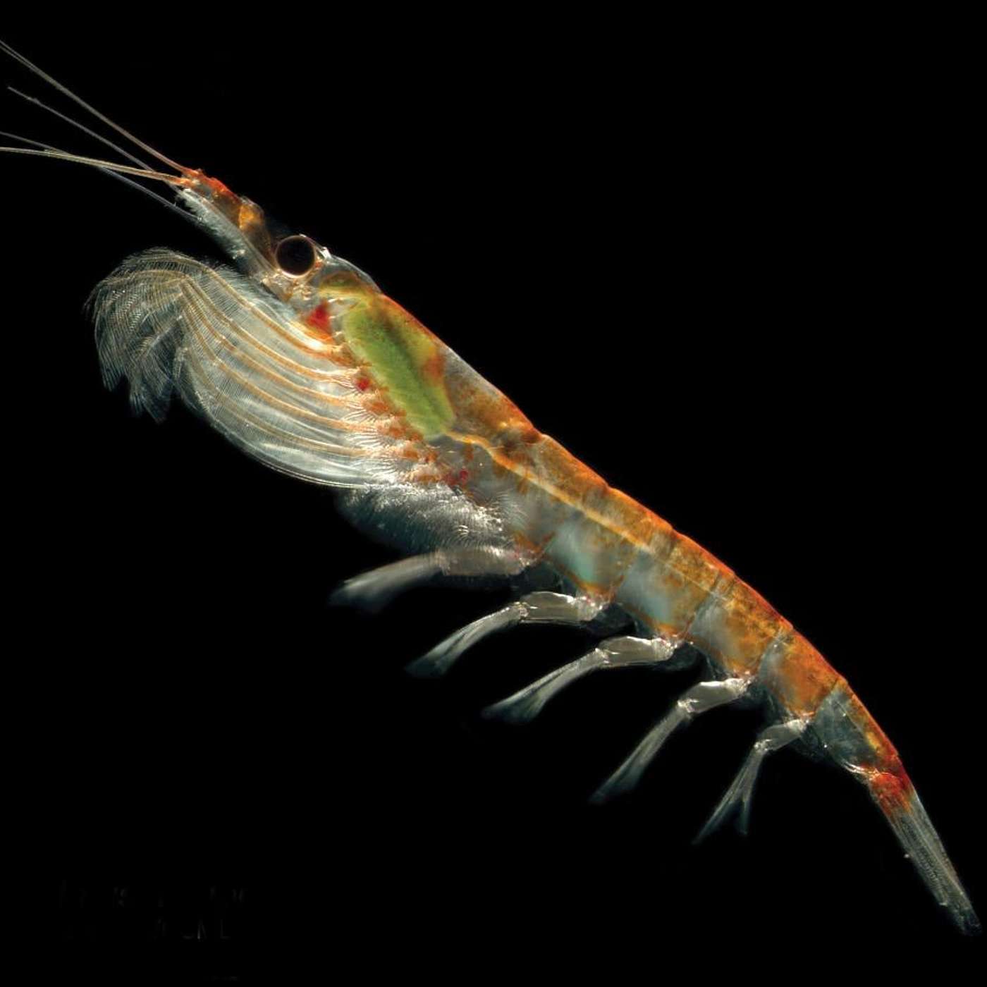 Episode 10: You've got to be krill to be kind!