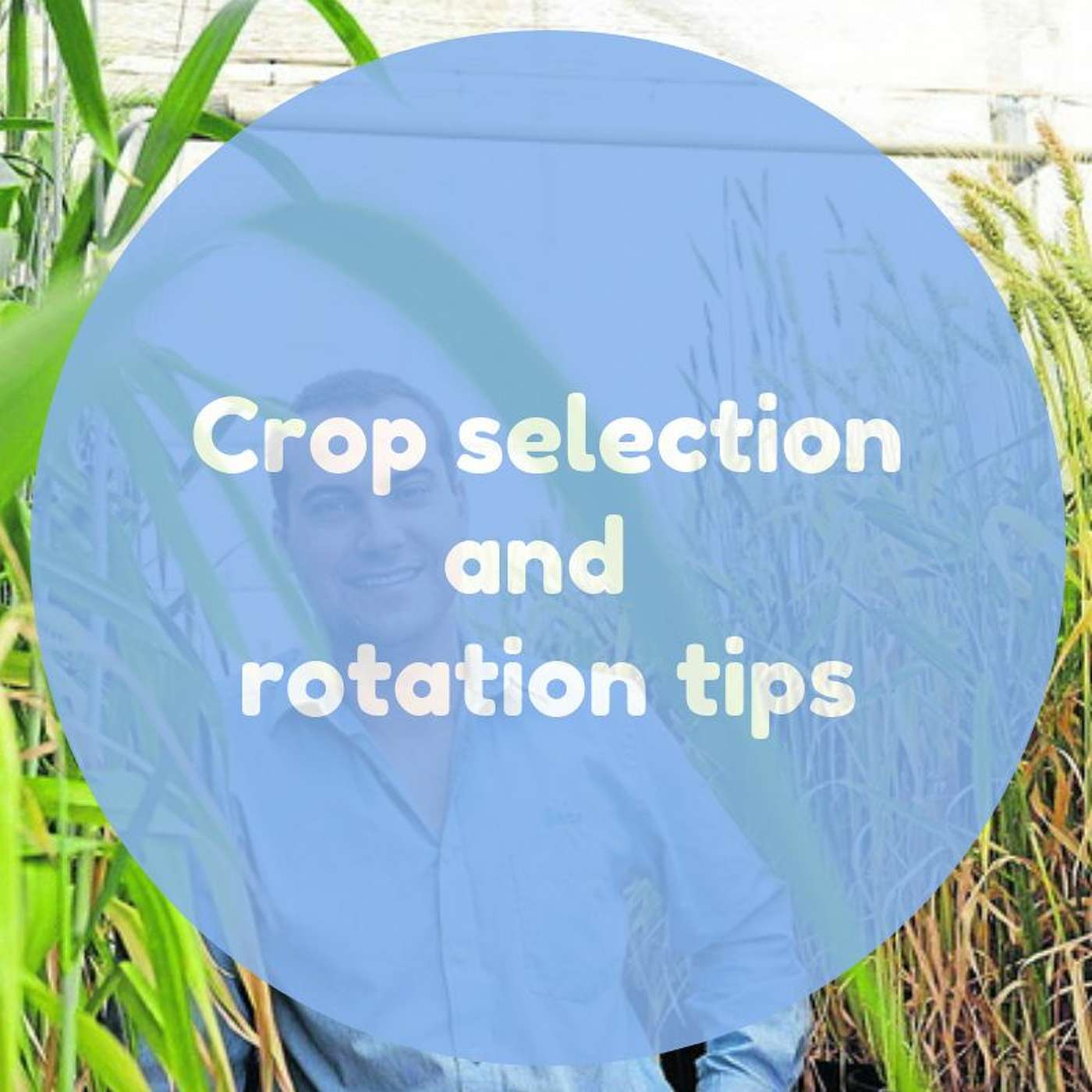 Crop selection and rotation tips and post-harvest spraying