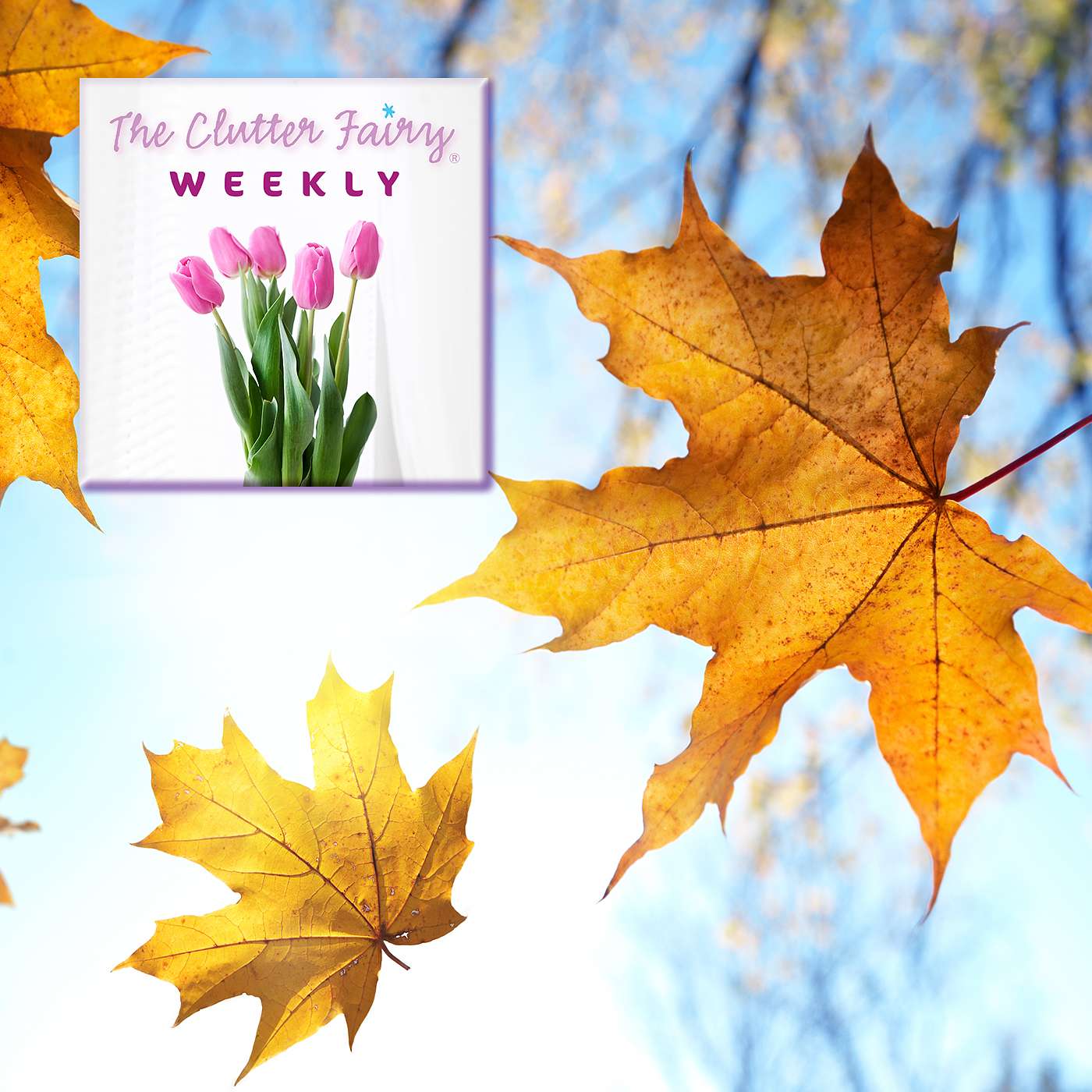 A Season for Edits: Make Space for the 2023 Version of Your Life - The Clutter Fairy Weekly #144