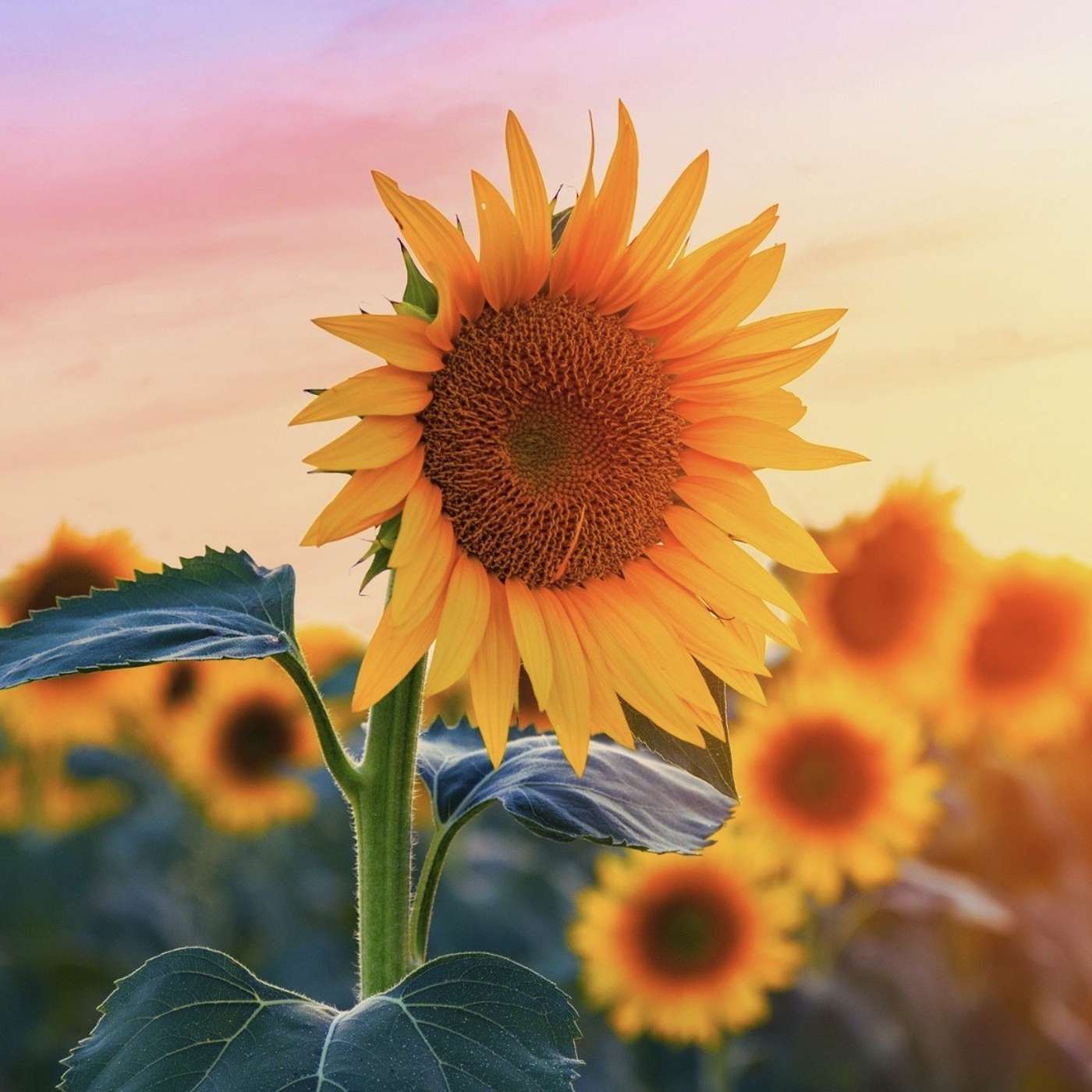 Gratitude Meditation