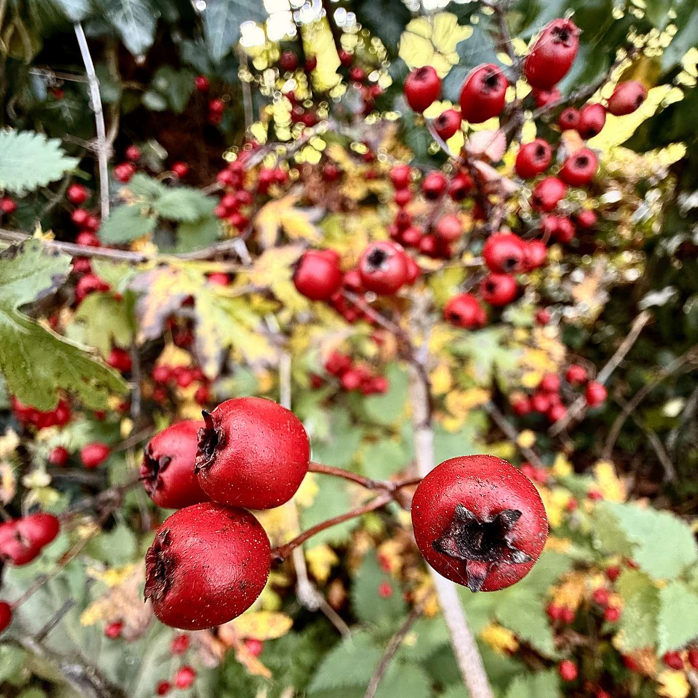 A Somerset church and wonderful May; Goats, cows, sheep abound; and Pepys whips his poor boy until he own up to his lies