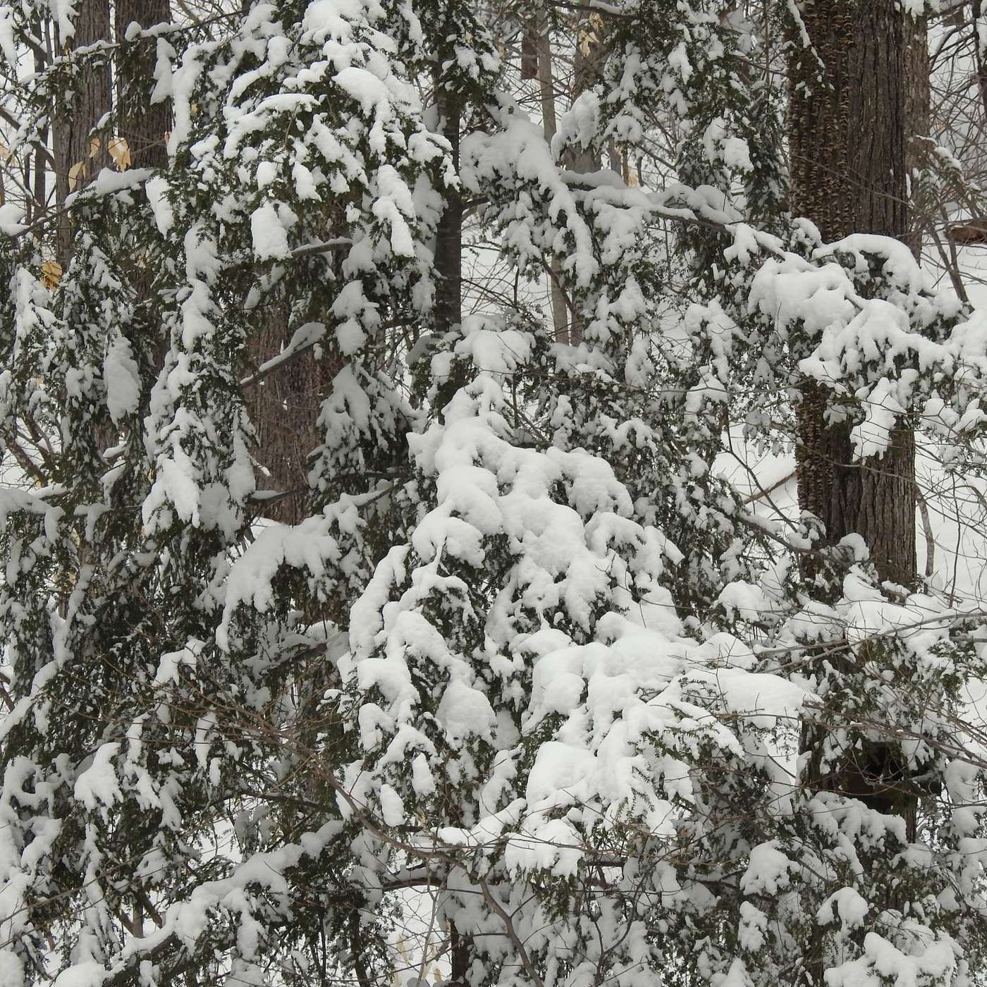 THE GROUNDHOG WAS RIGHT
