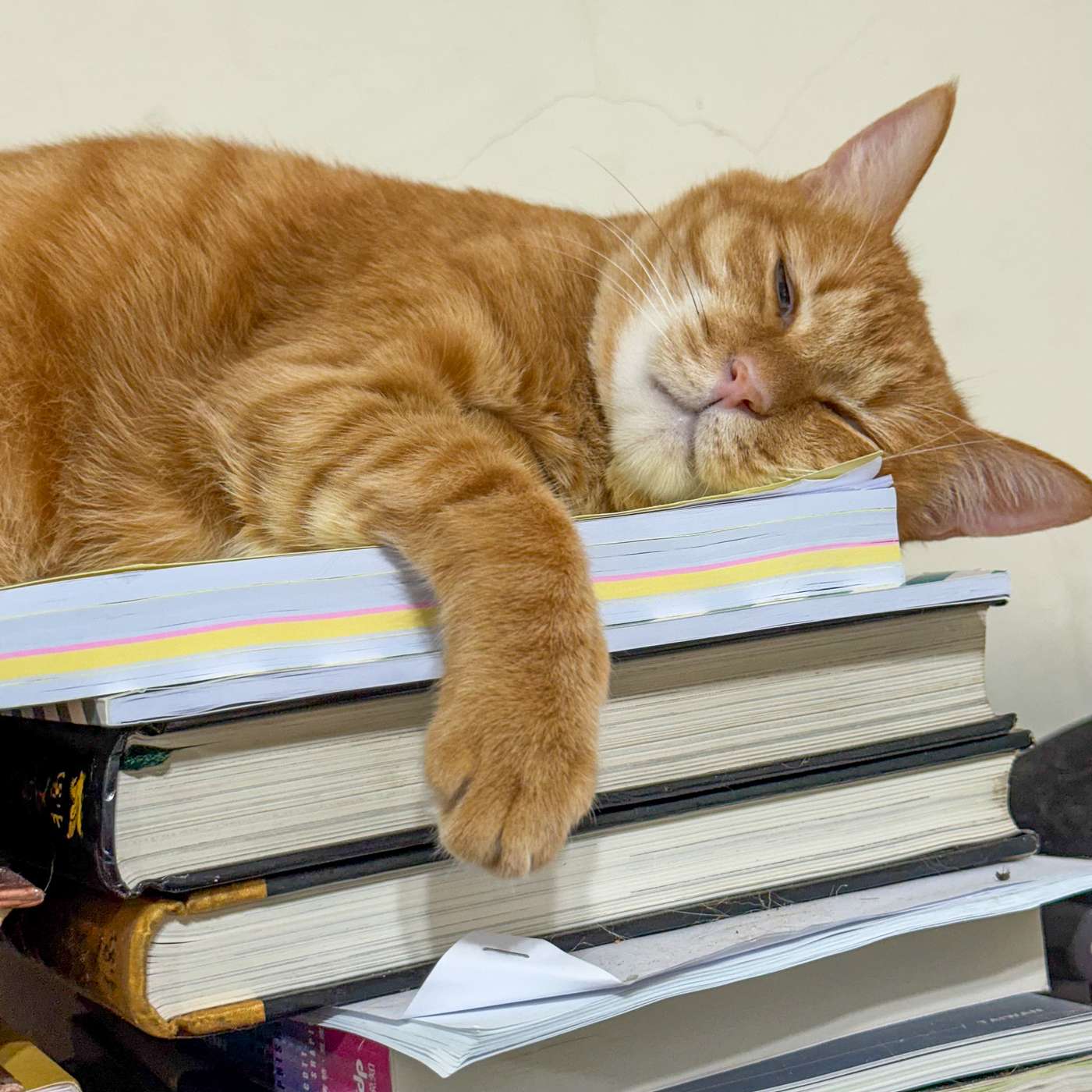 【鮑鮑報報EP41】大罷免，一定要大成功