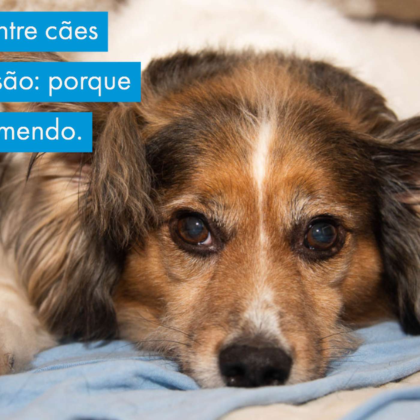 Liberdade entre cães sem supervisão: porque eu não recomendo. episode artwork