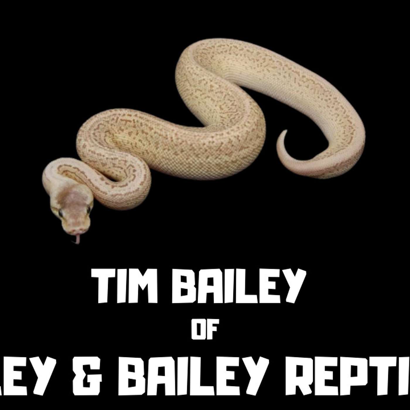 #79 TIM BAILEY OF BAILEY & BAILEY REPTILES | BALL PYTHON BREEDER | TRAP TALK WITH MJ PODCAST