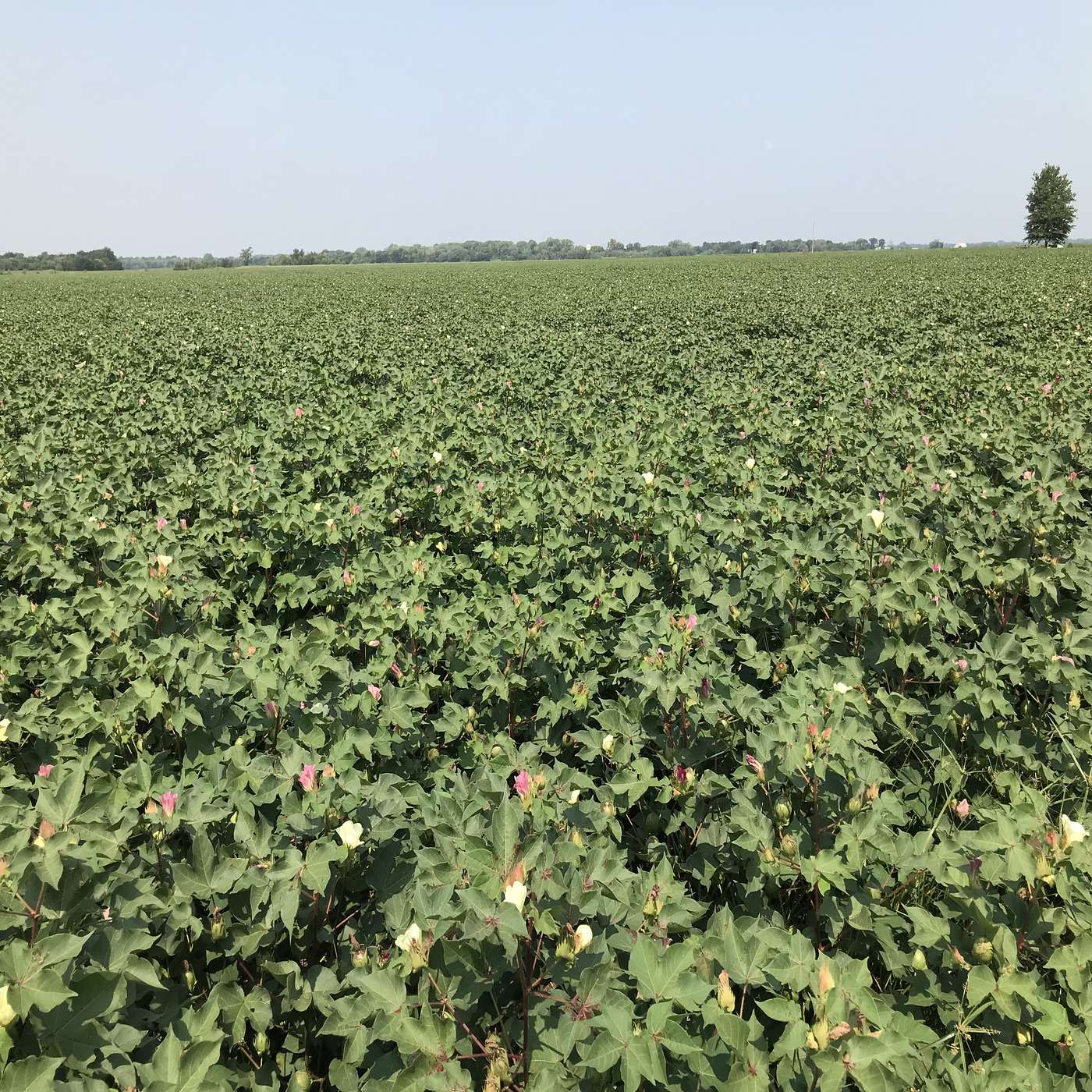 Episode 5 - In-Season Nitrogen Applications