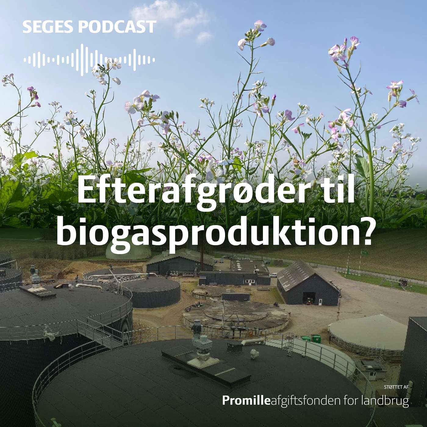 Efterafgrødernes biogas-potentiale Efterafgrødernes biogas-potentiale