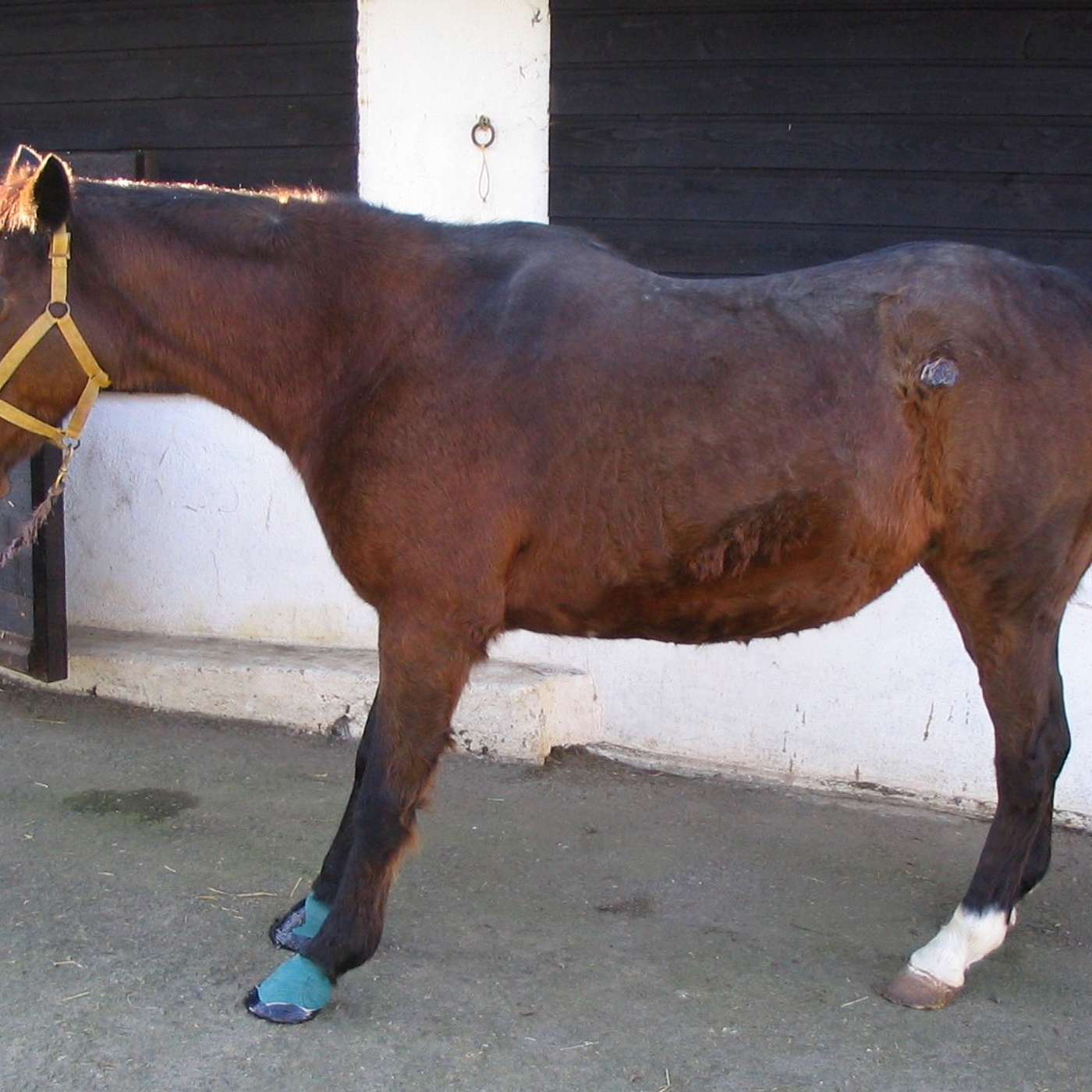 Connemara Pony Tales