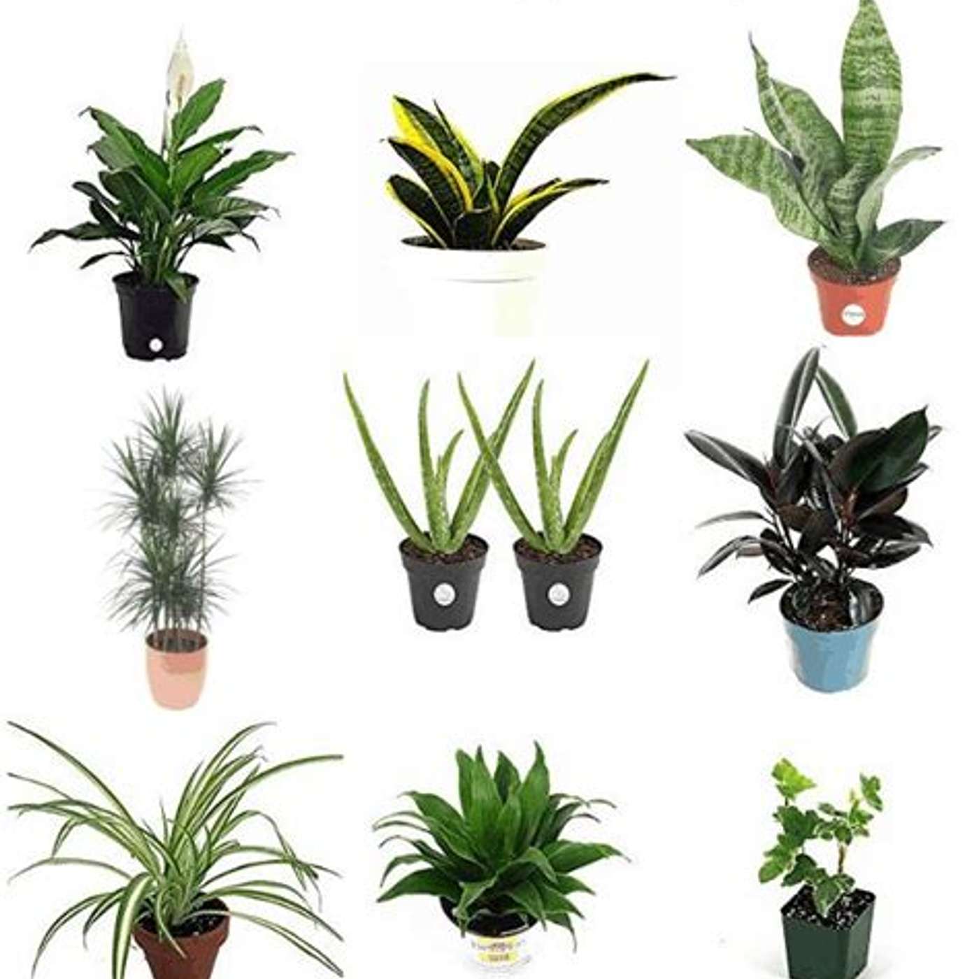Indoor Plants ...Good for the air episode artwork